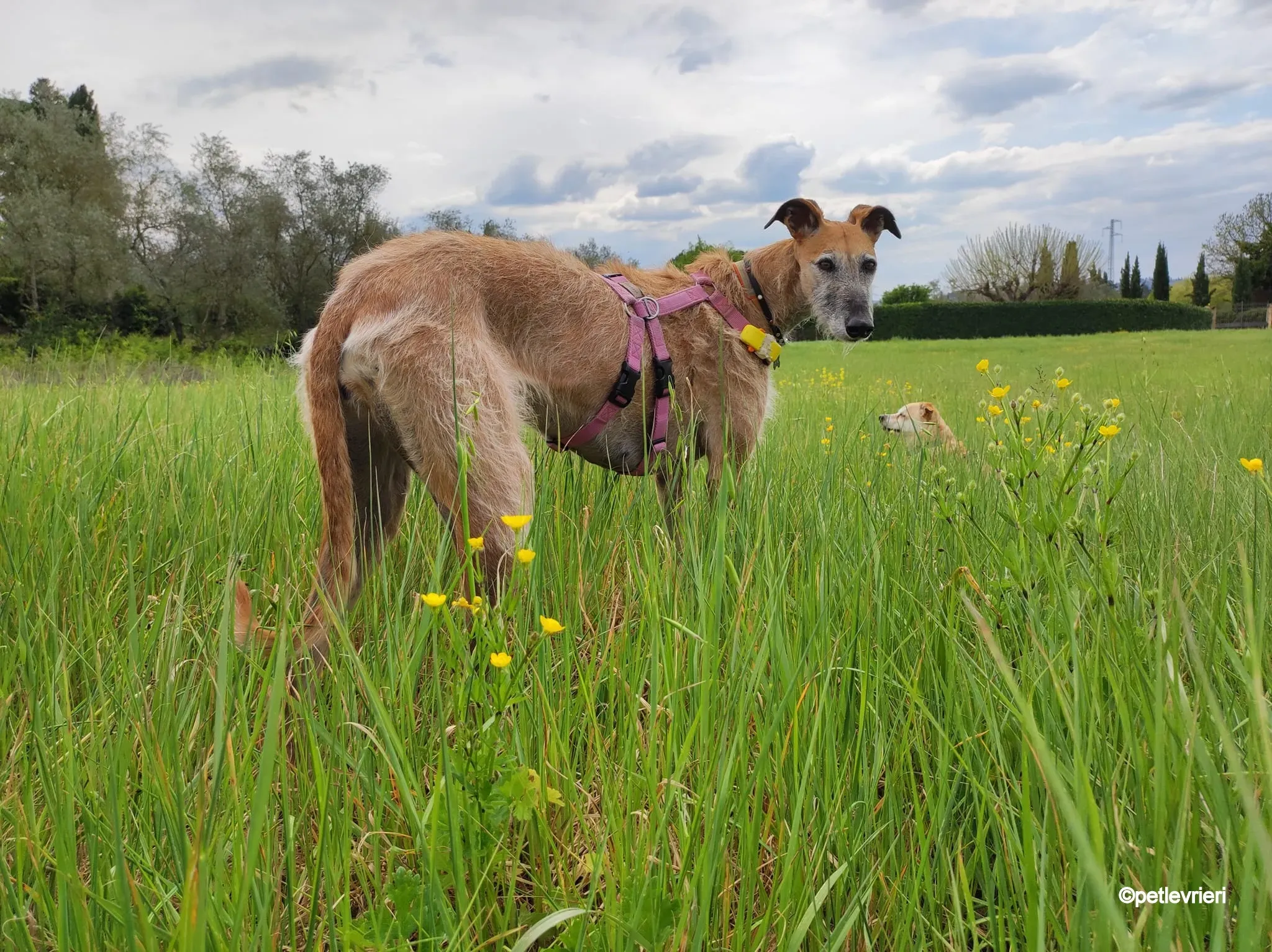 ava galgo pet levrieri felici casa6