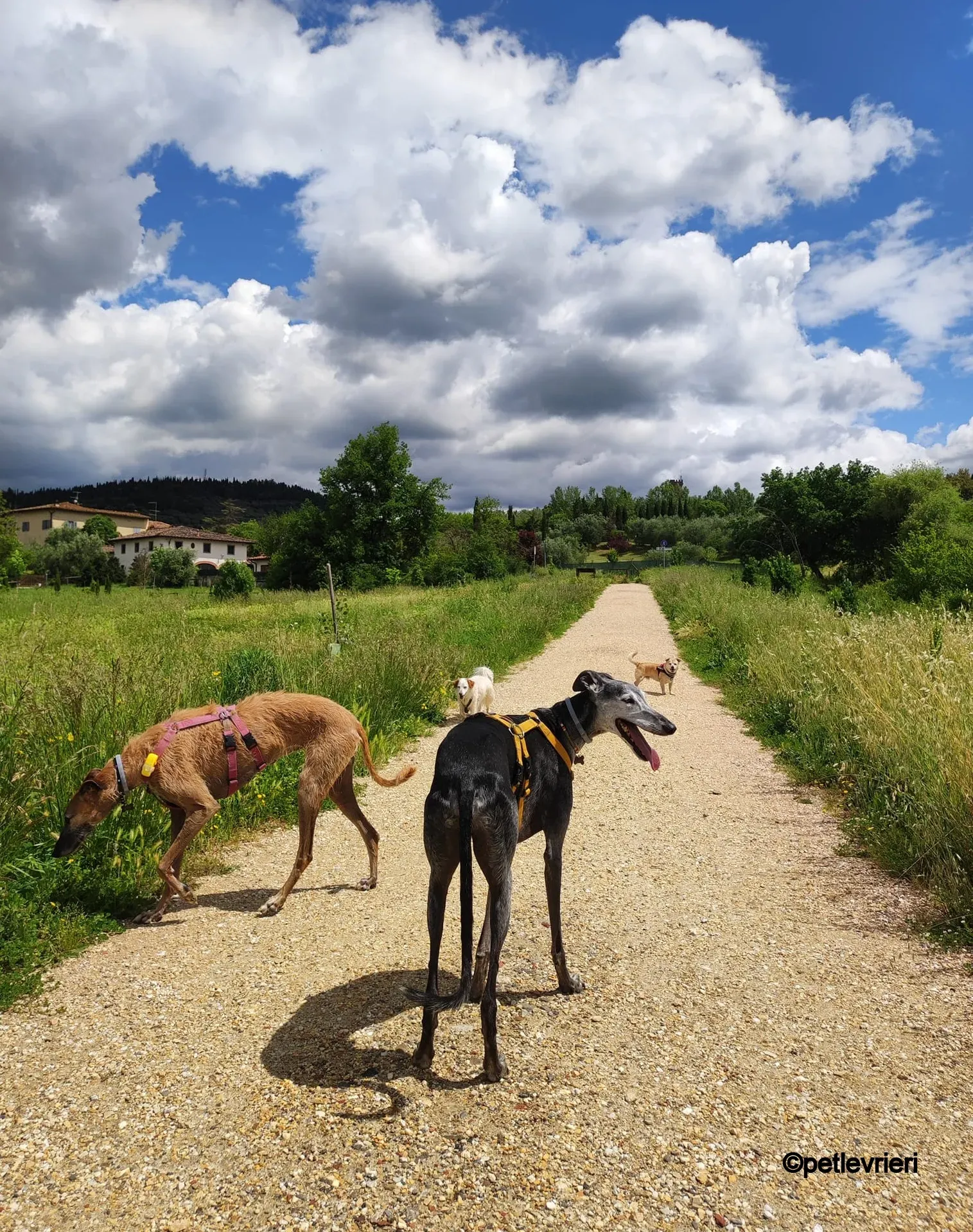 ava galgo pet levrieri felici casa7