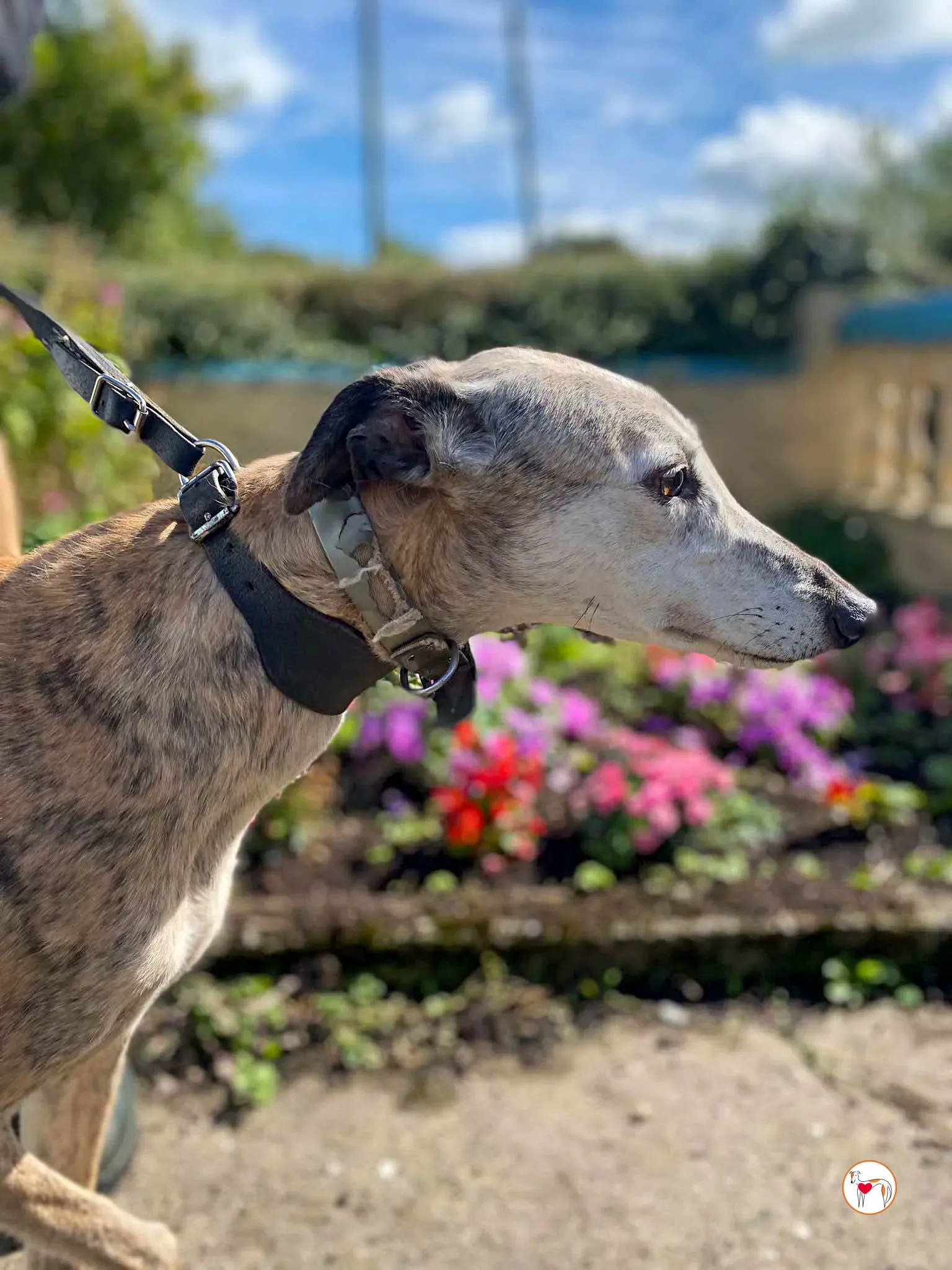 ava grey adozione 01