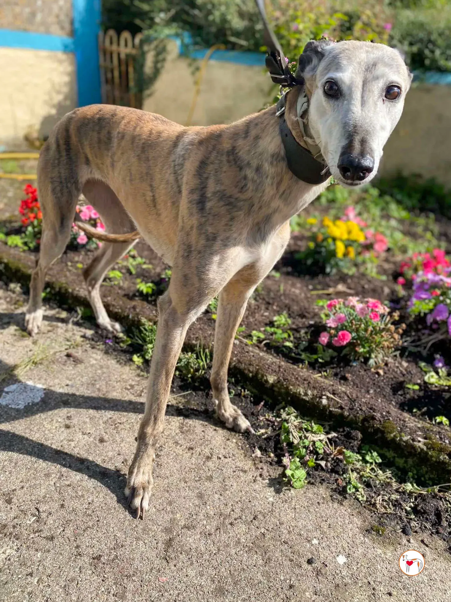 ava grey adozione 02