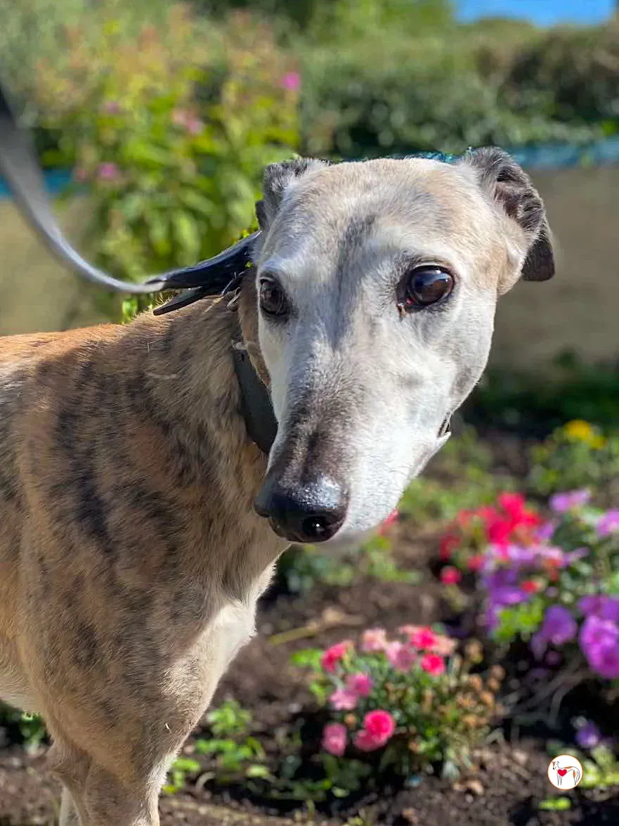 ava grey adozione 03