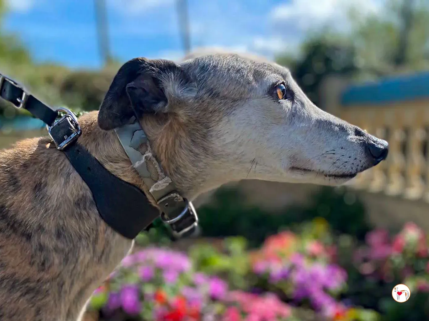 ava grey adozione 04