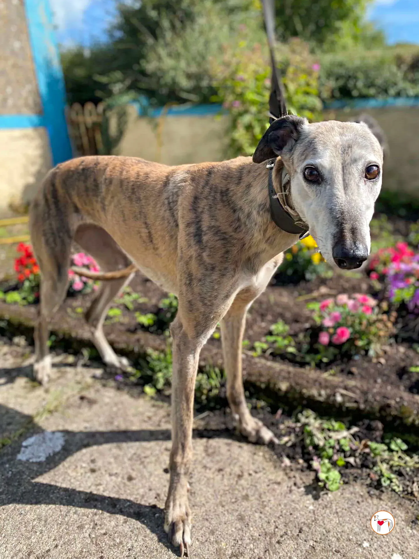 ava grey adozione 05