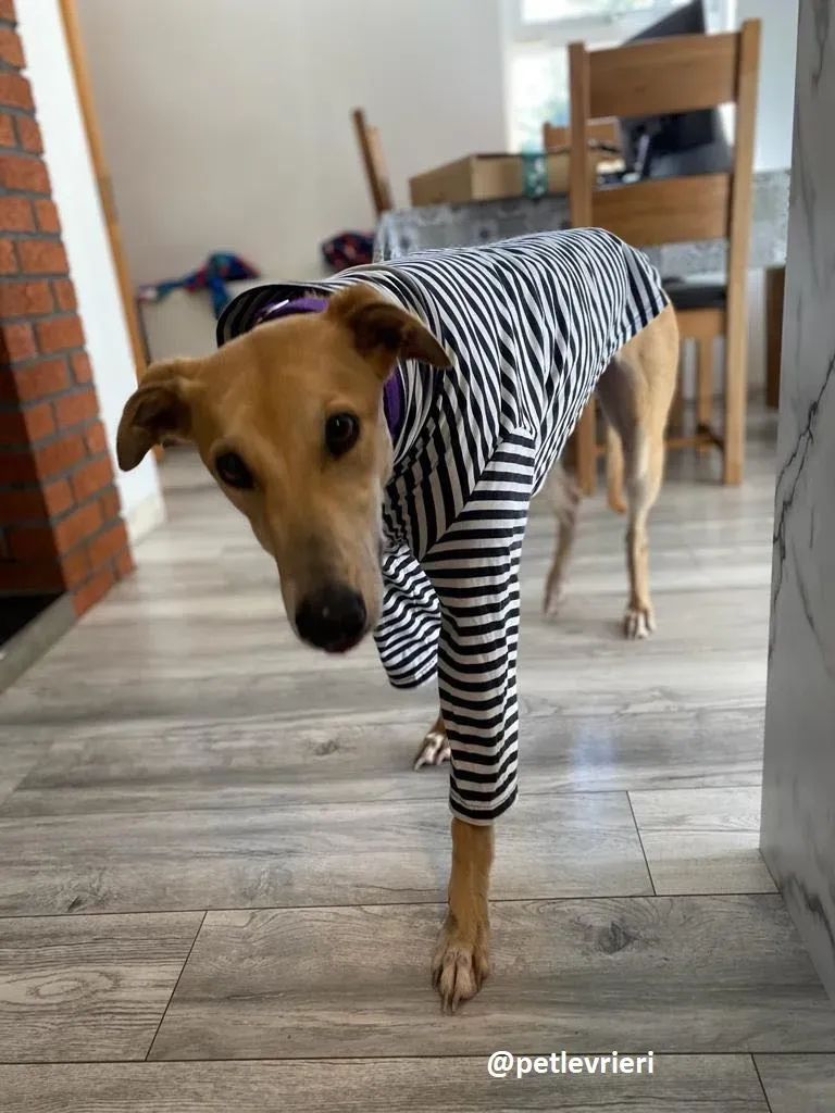 avalon adozione greyhound 1