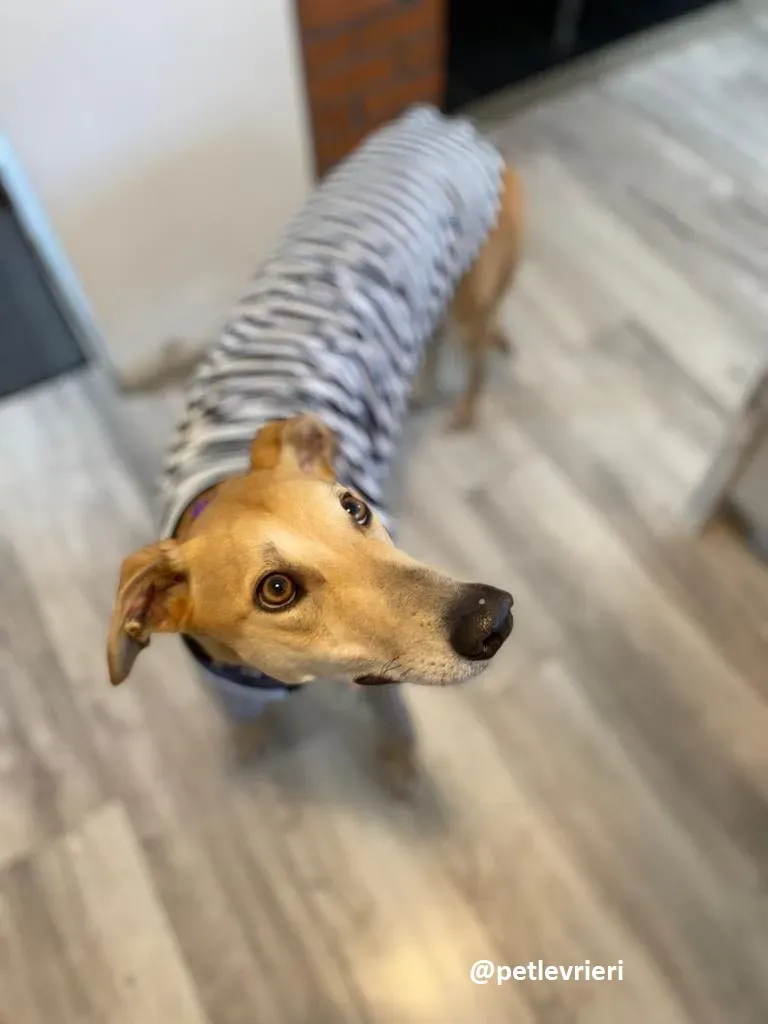 avalon adozione greyhound 2