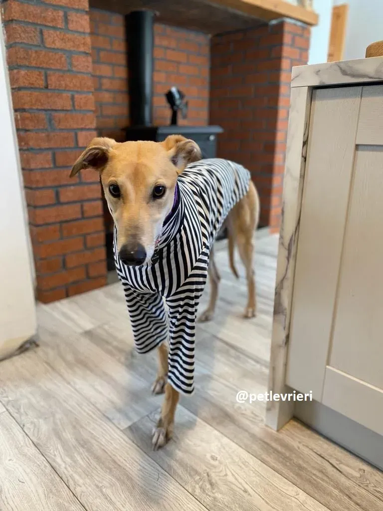 avalon adozione greyhound