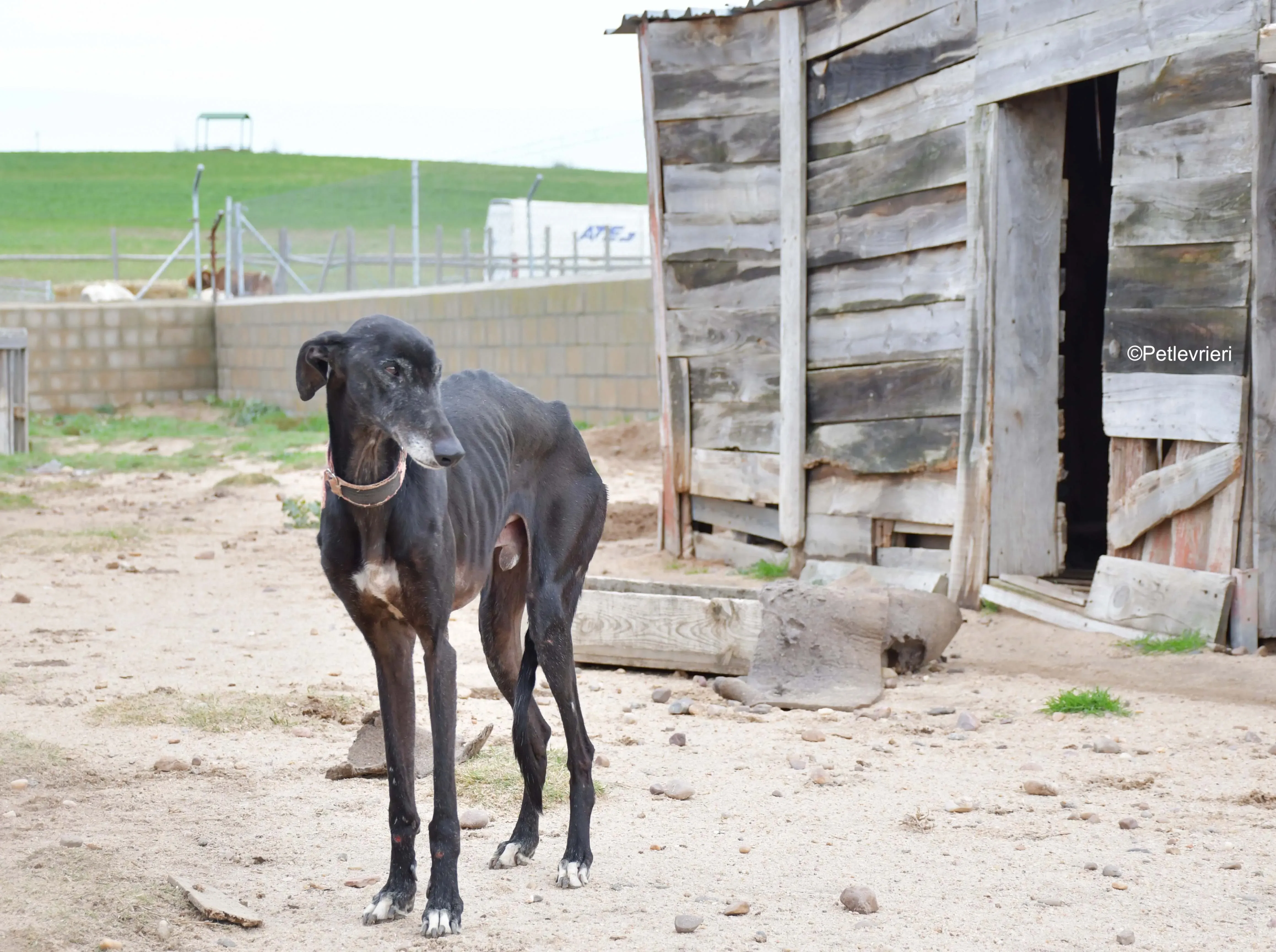 avatar adozione levrieri galgo 1