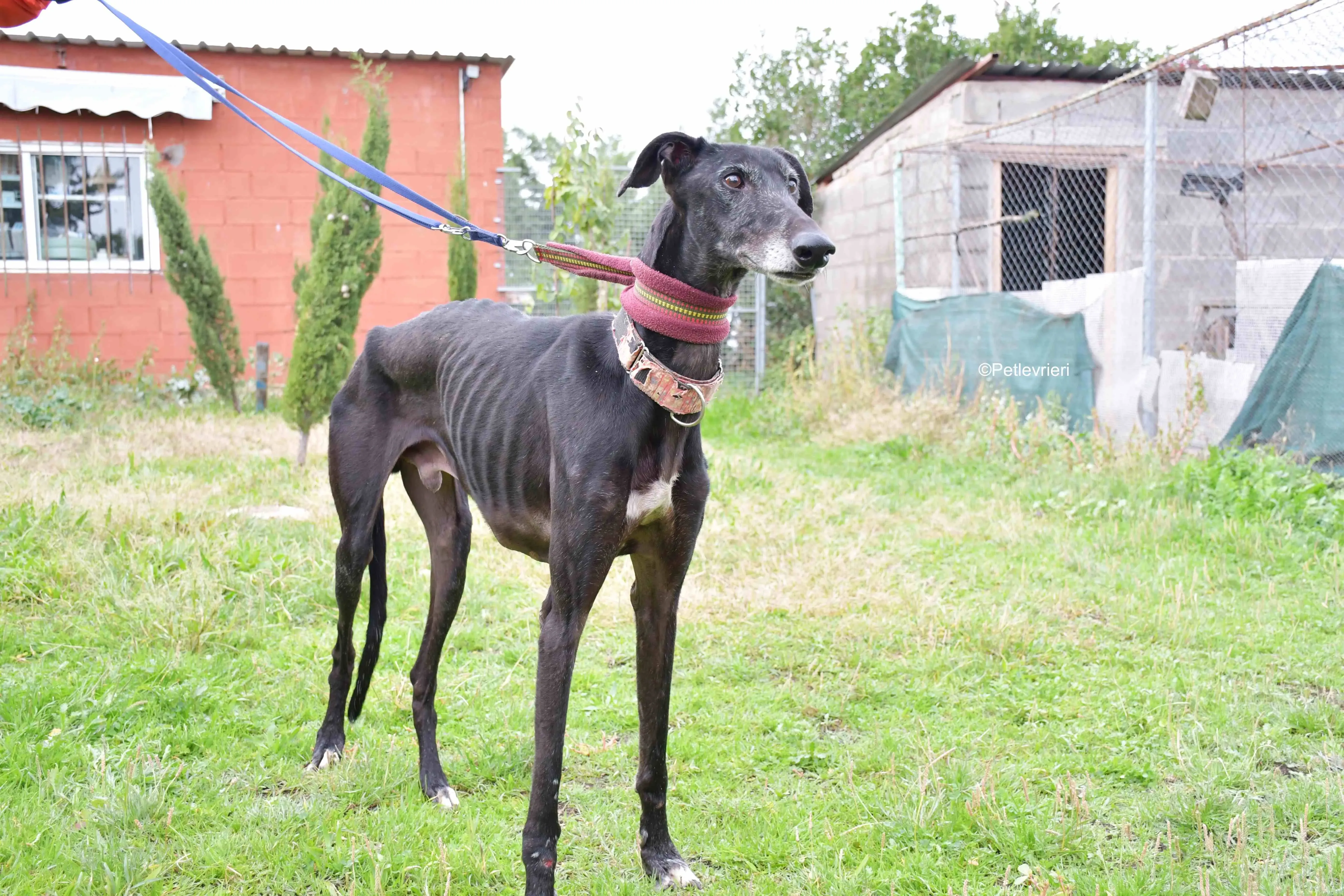 avatar adozione levrieri galgo 11