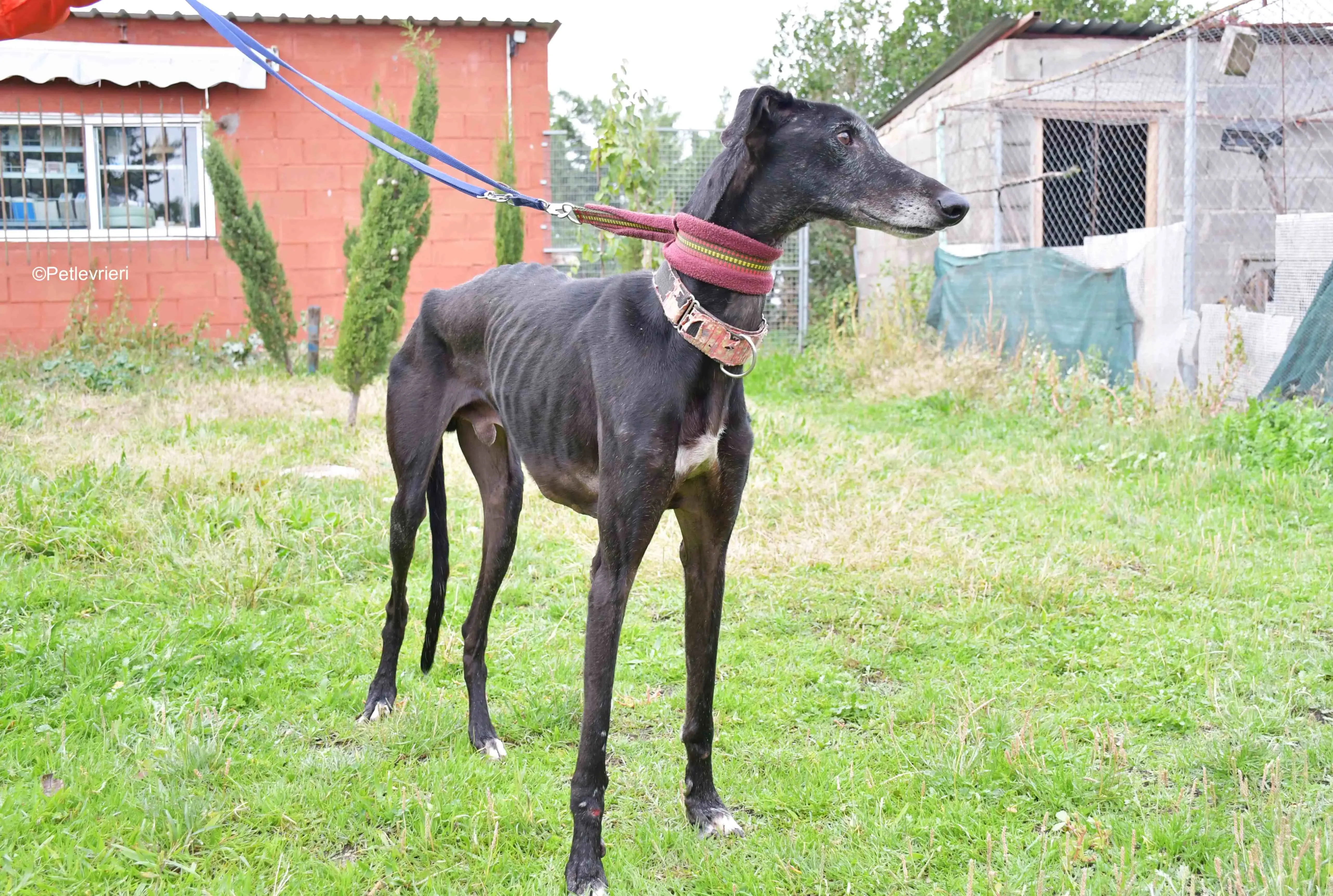 avatar adozione levrieri galgo 12