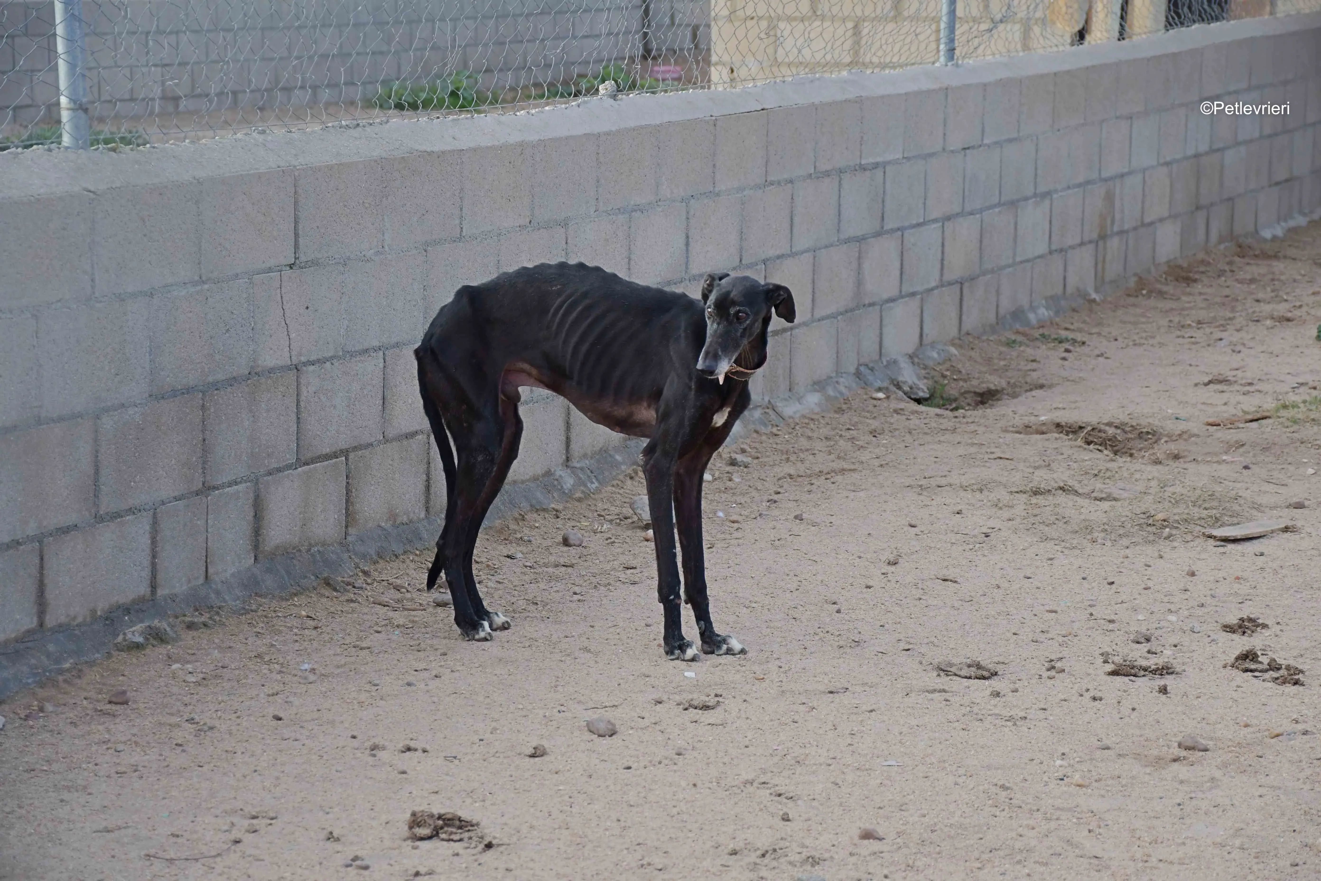 avatar adozione levrieri galgo 13