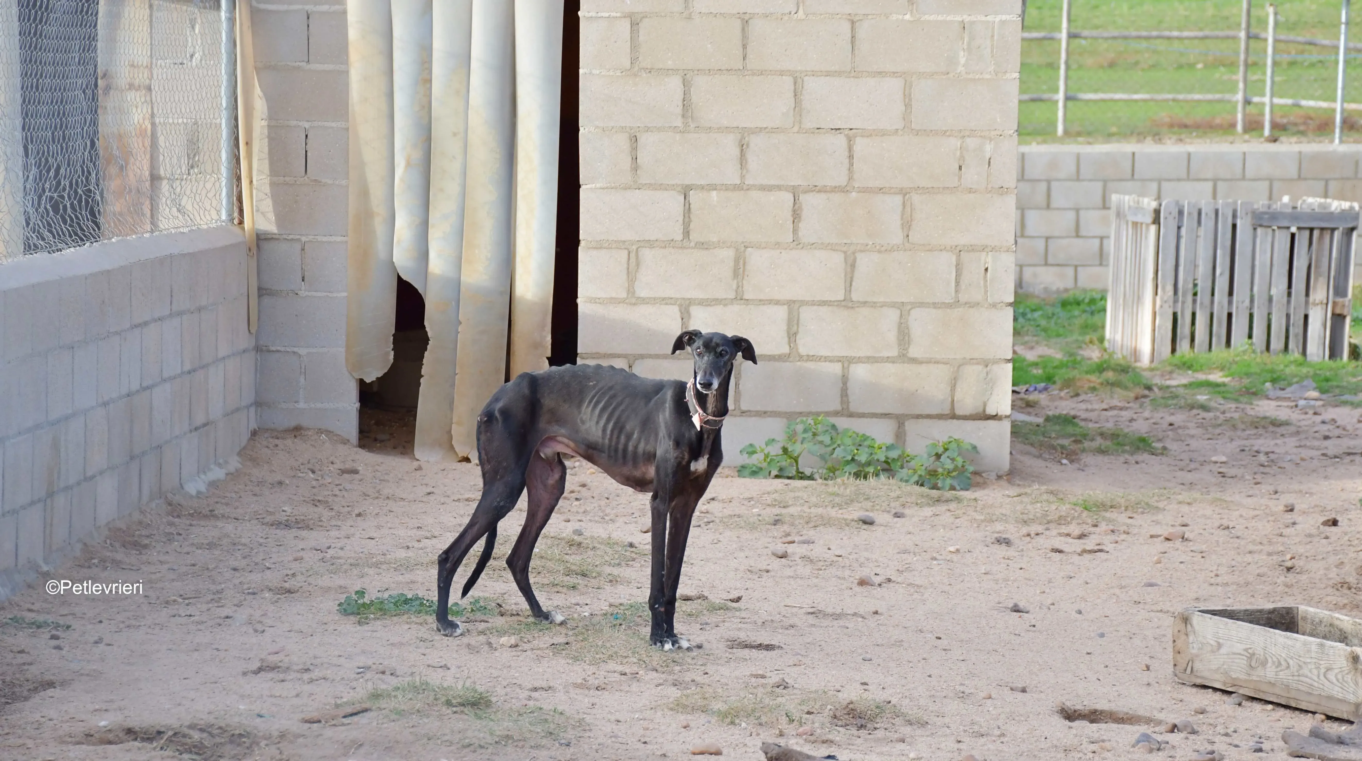 avatar adozione levrieri galgo 14