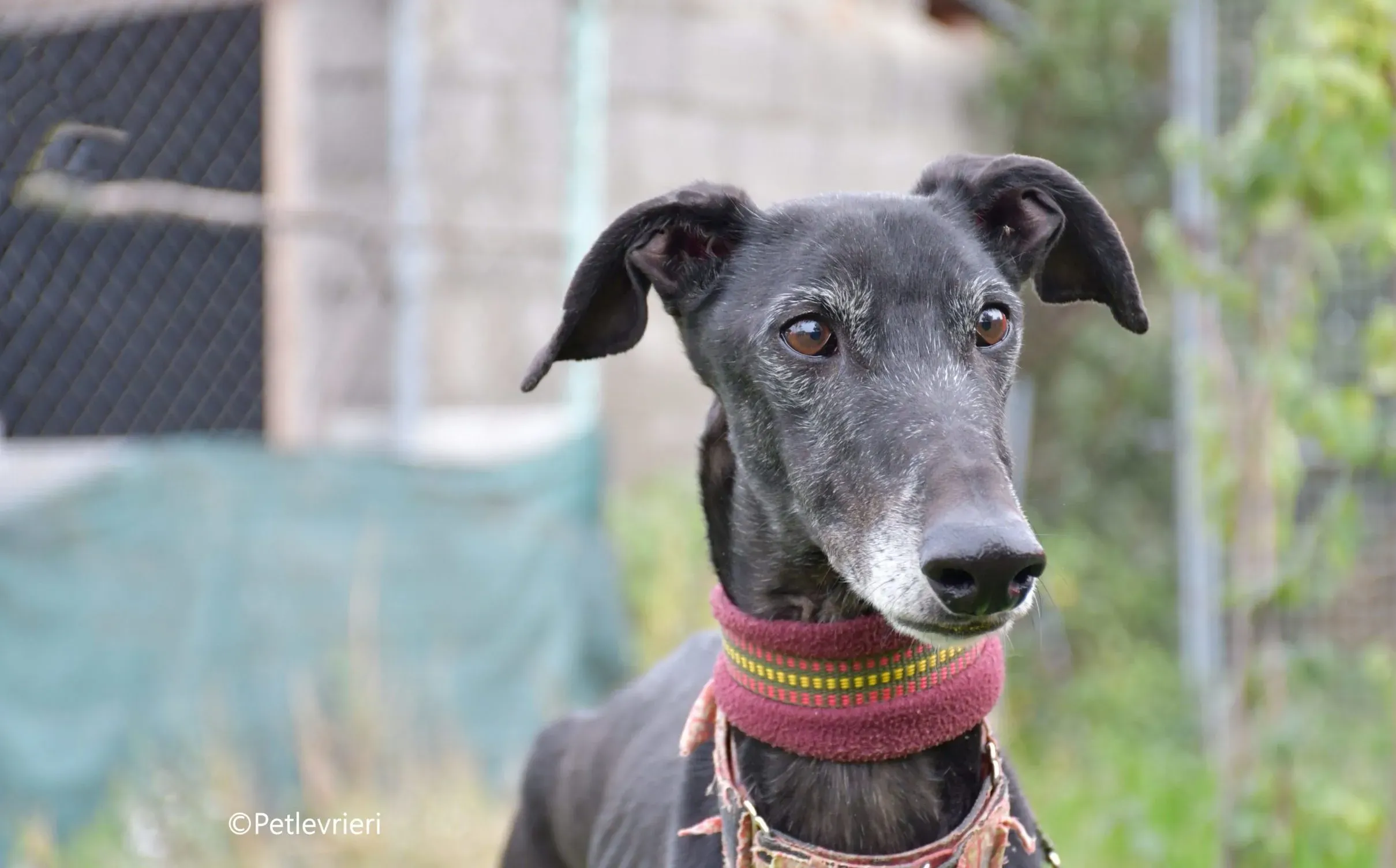 avatar adozione levrieri galgo 15 scaled e1701420708337