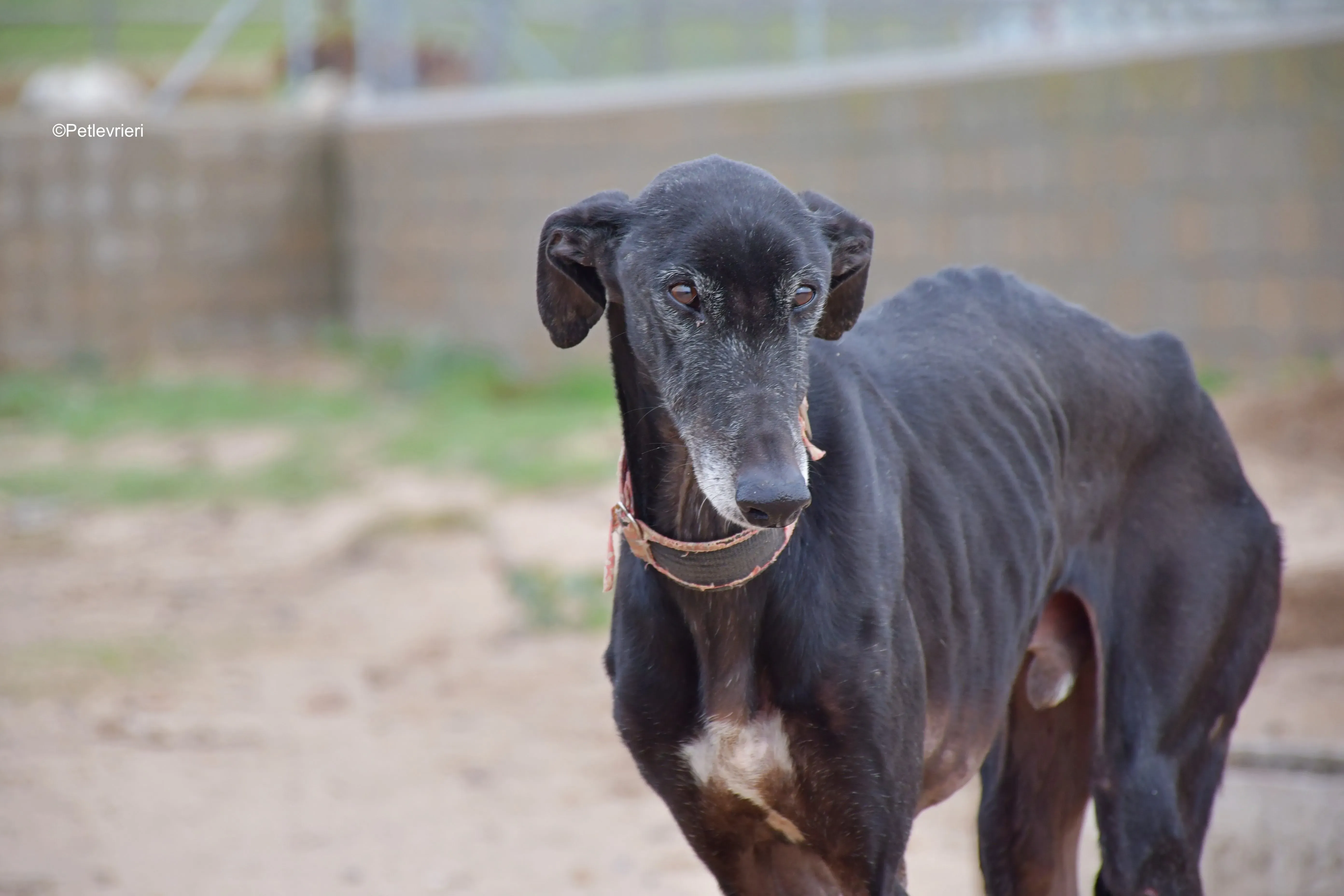 avatar adozione levrieri galgo 2