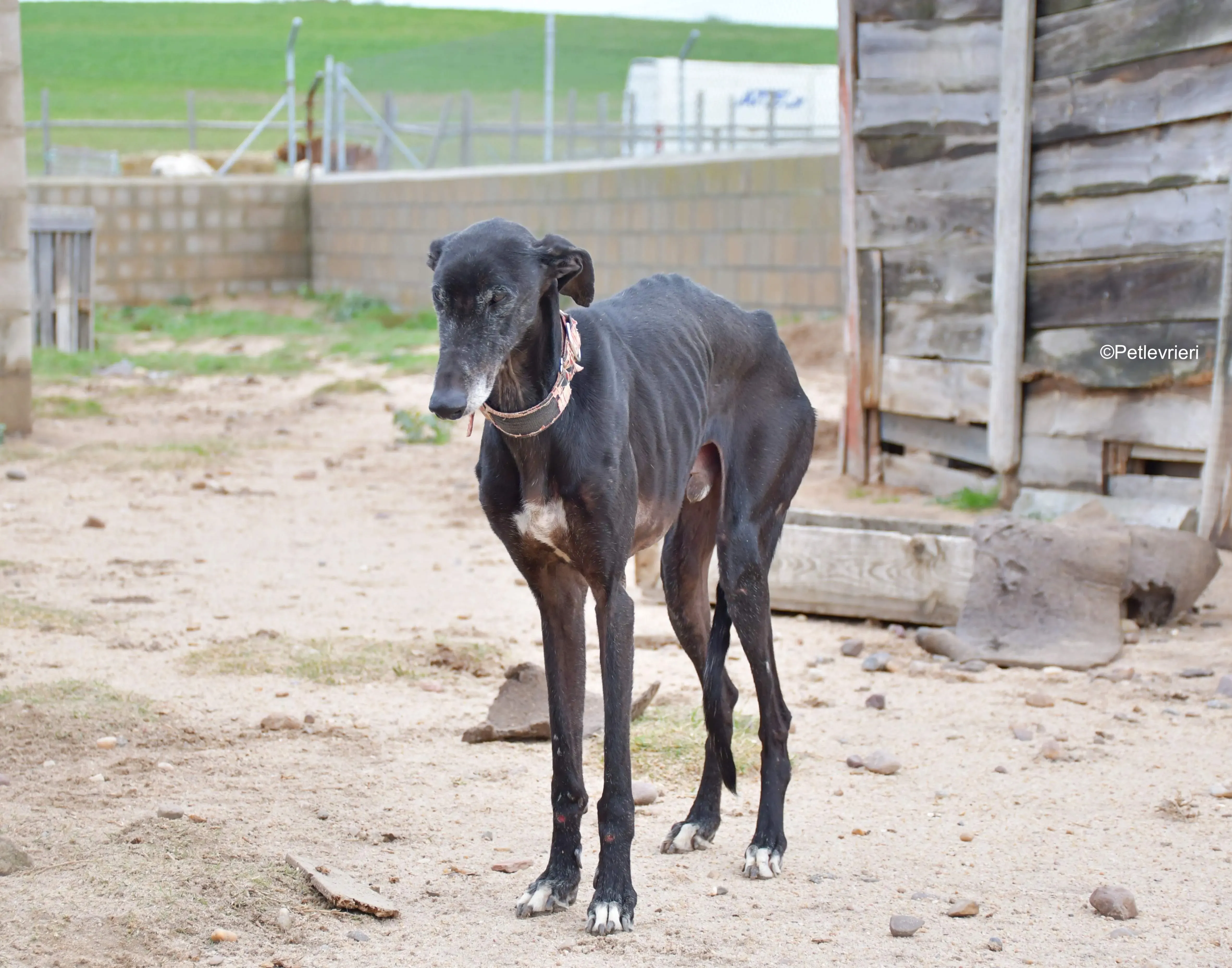 avatar adozione levrieri galgo 3