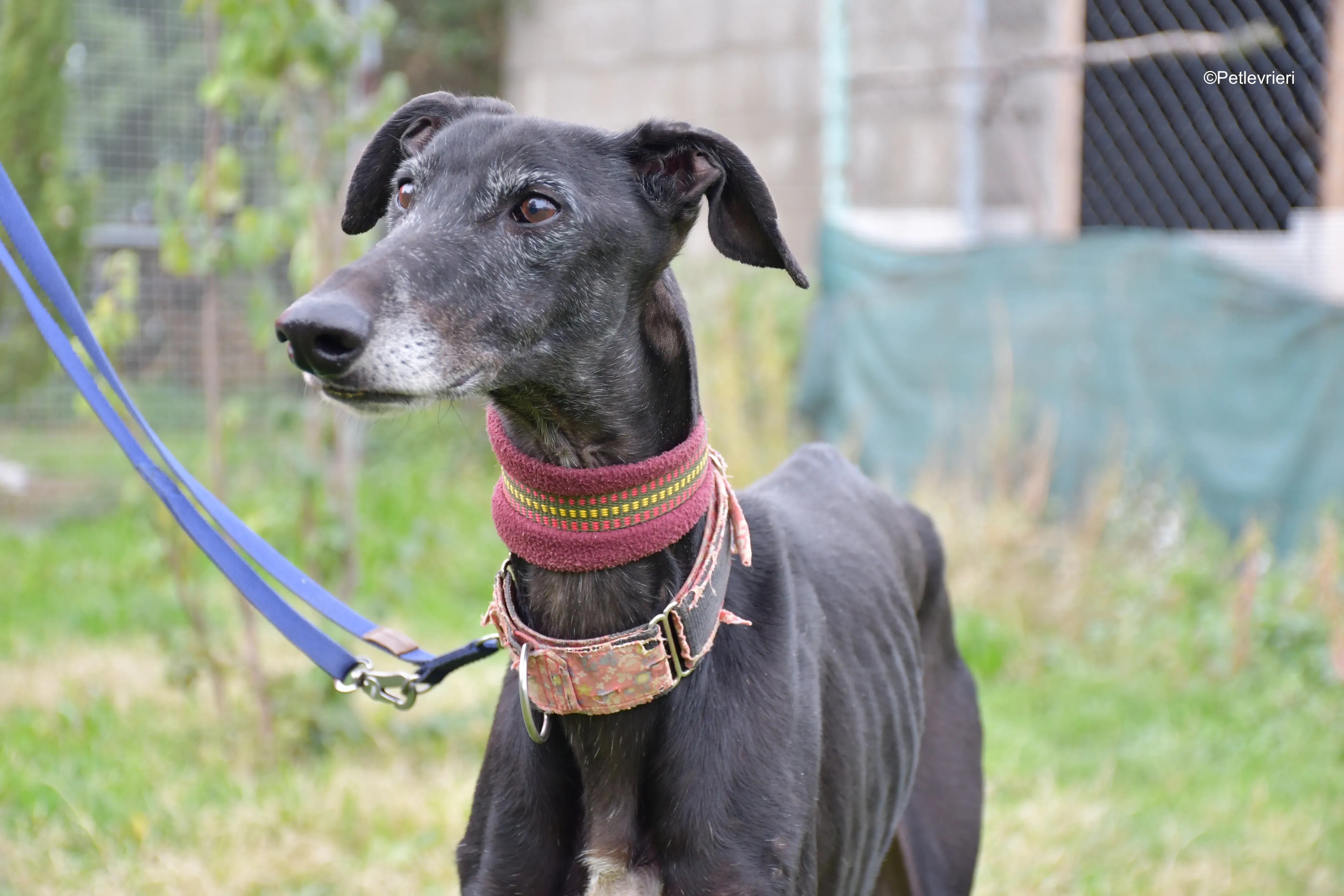 avatar adozione levrieri galgo 4