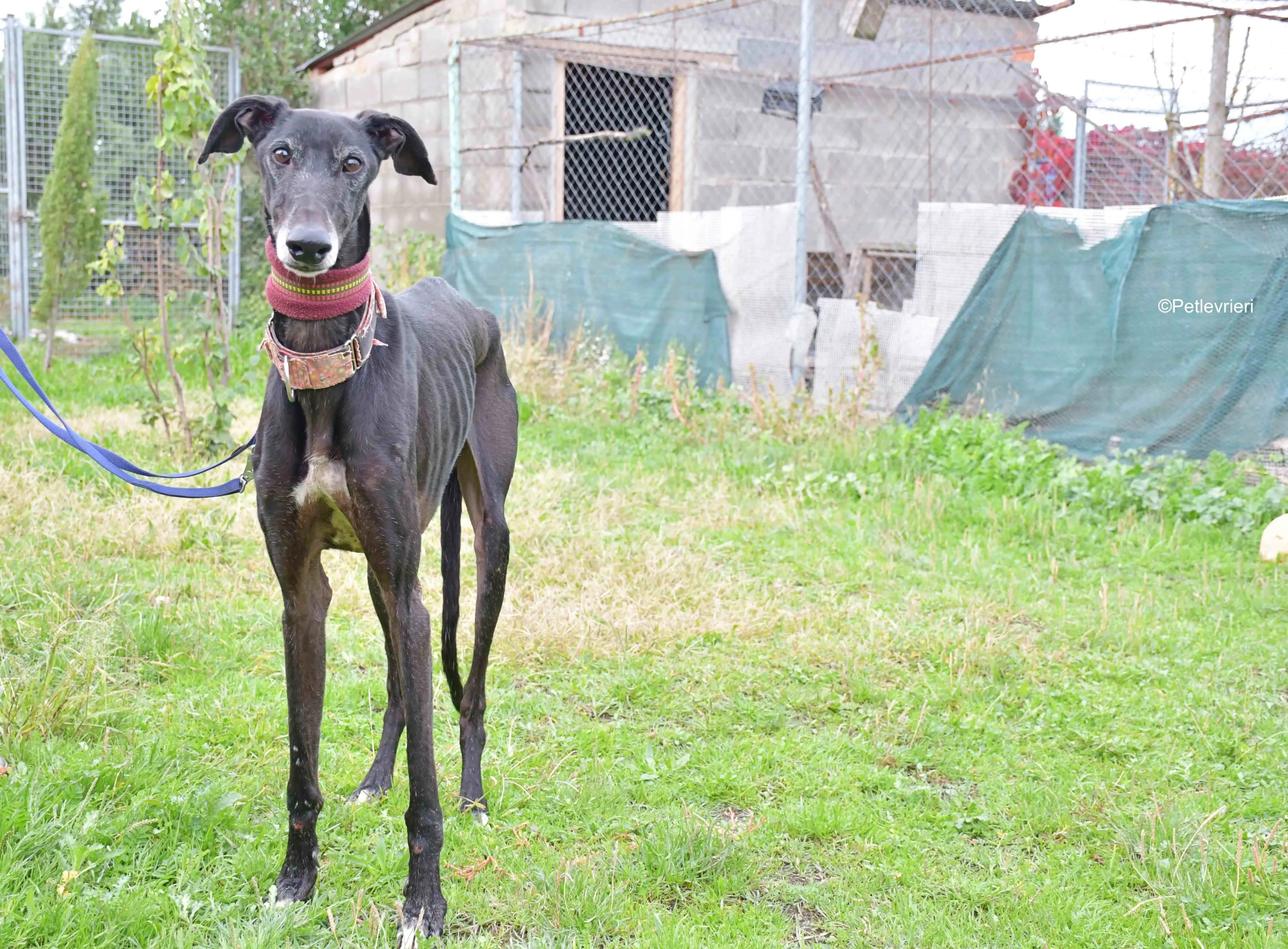 avatar adozione levrieri galgo 5