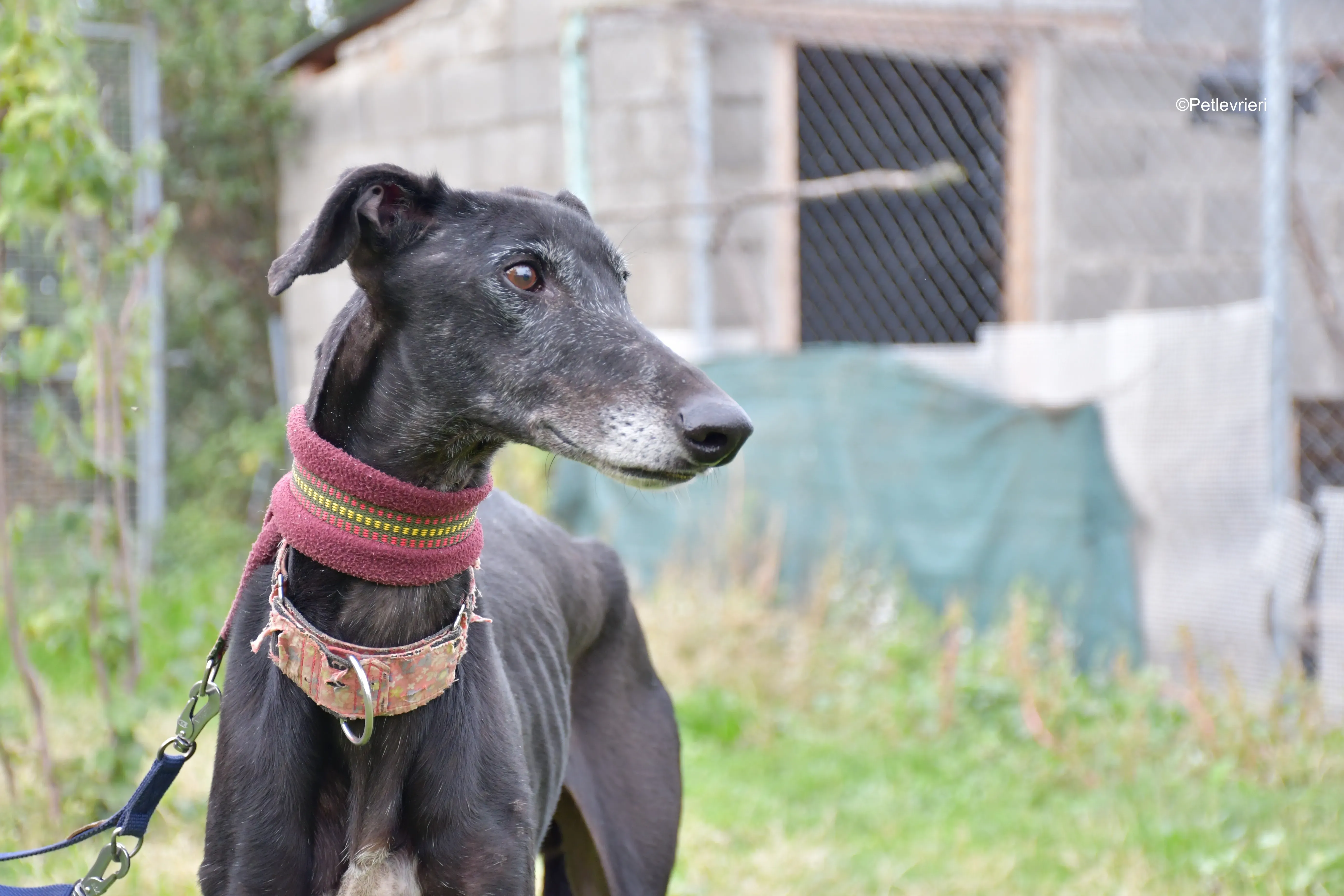 avatar adozione levrieri galgo 6