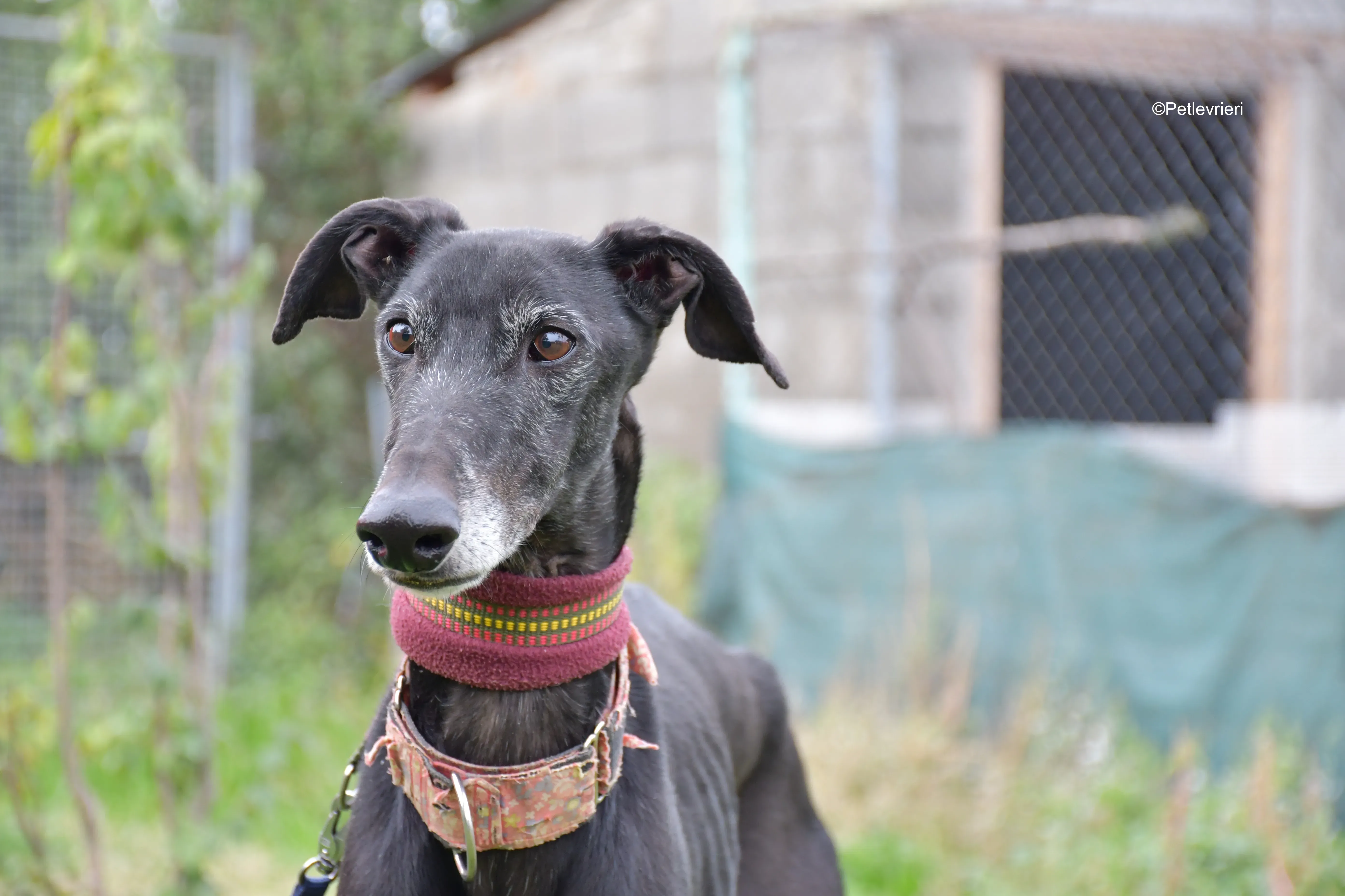 avatar adozione levrieri galgo 7