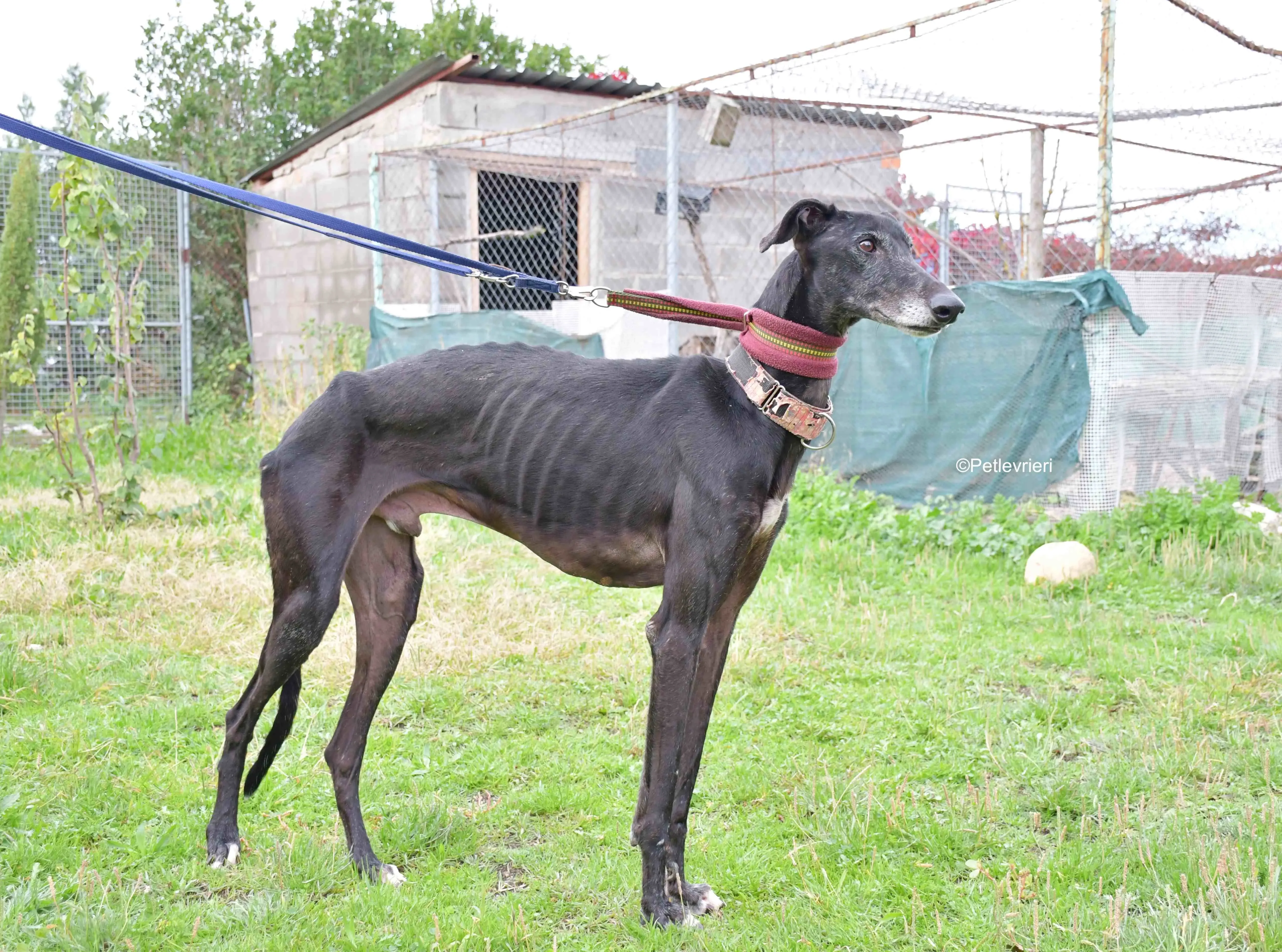 avatar adozione levrieri galgo 8