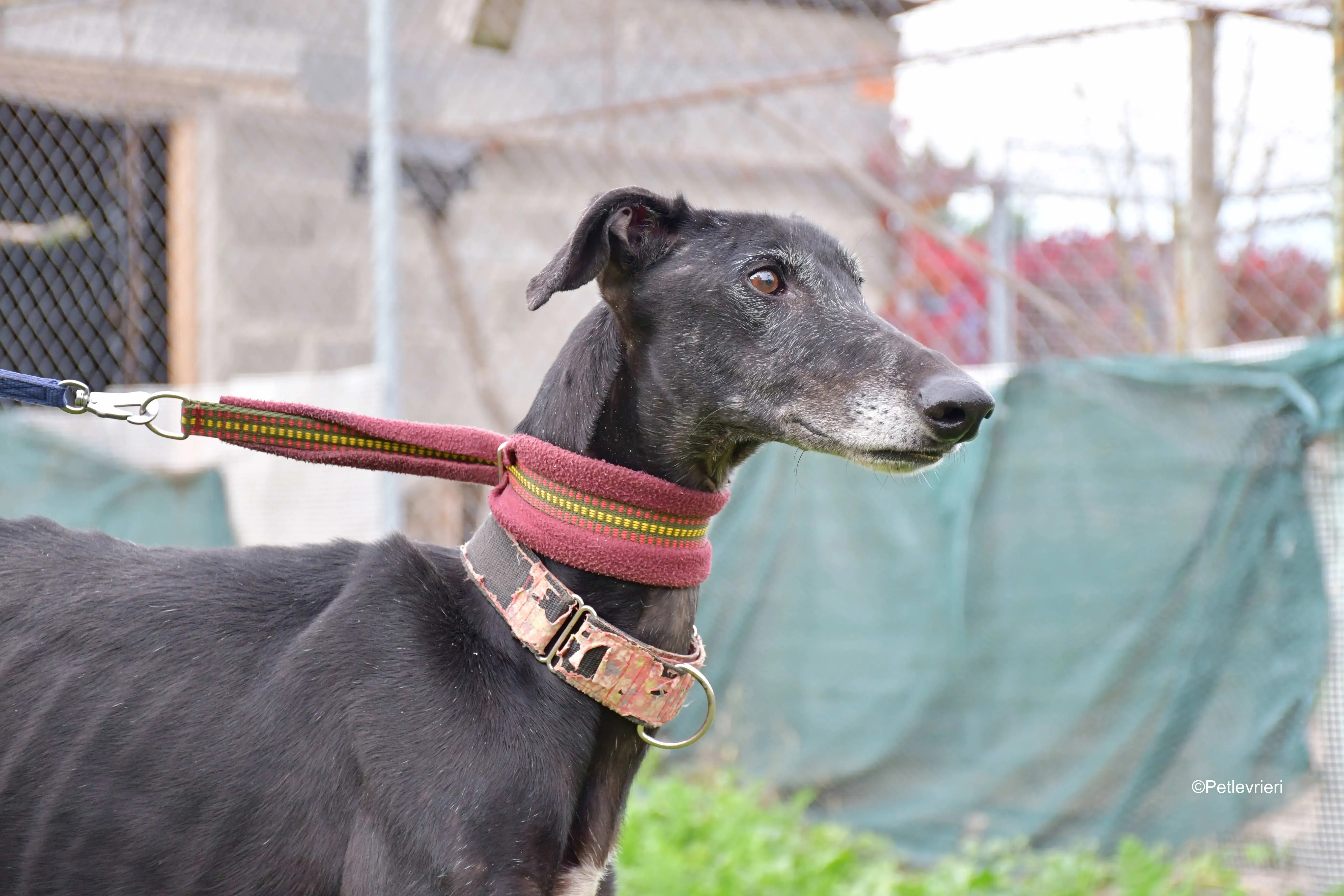 avatar adozione levrieri galgo 9