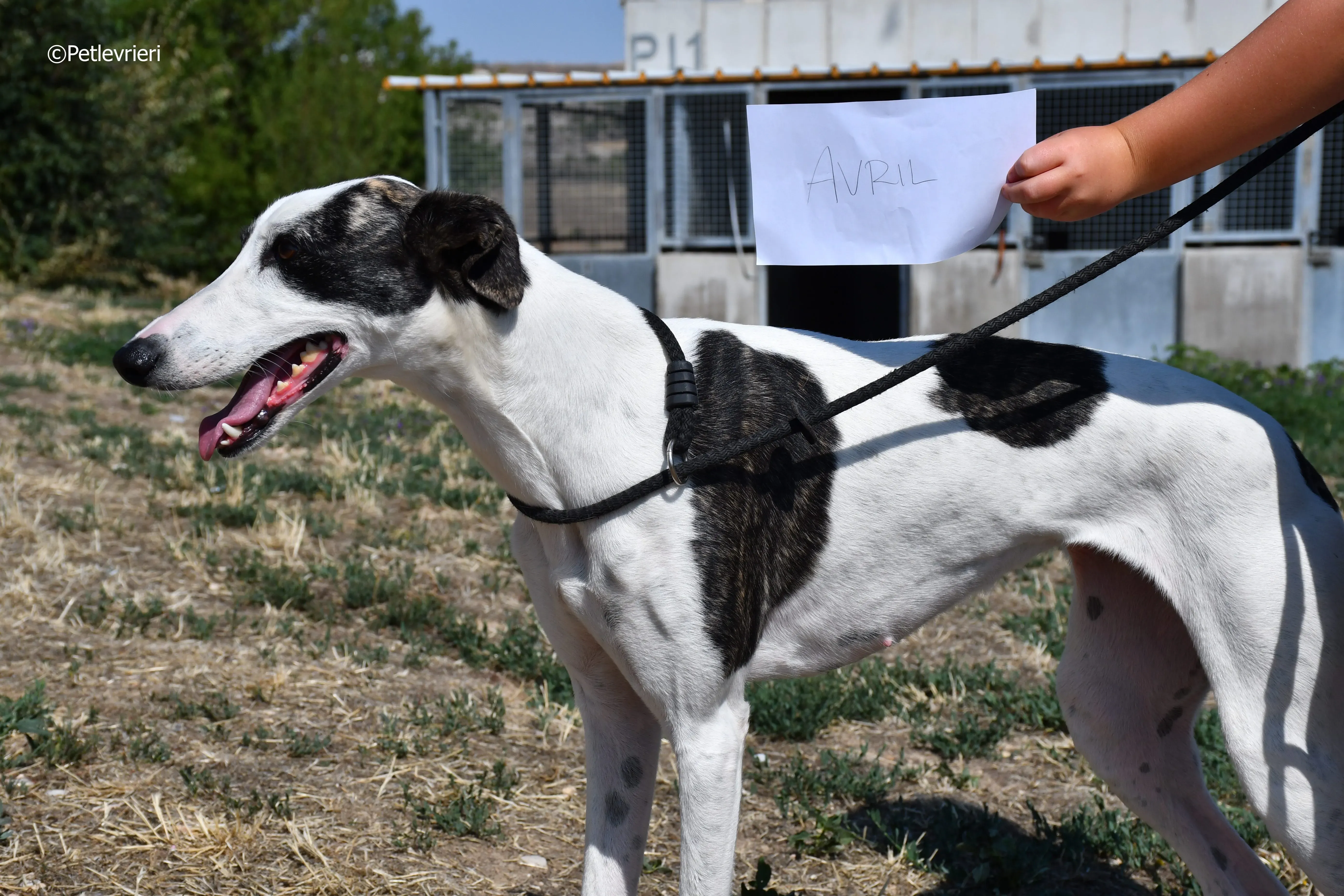 avril adozione levrieri galgo 1