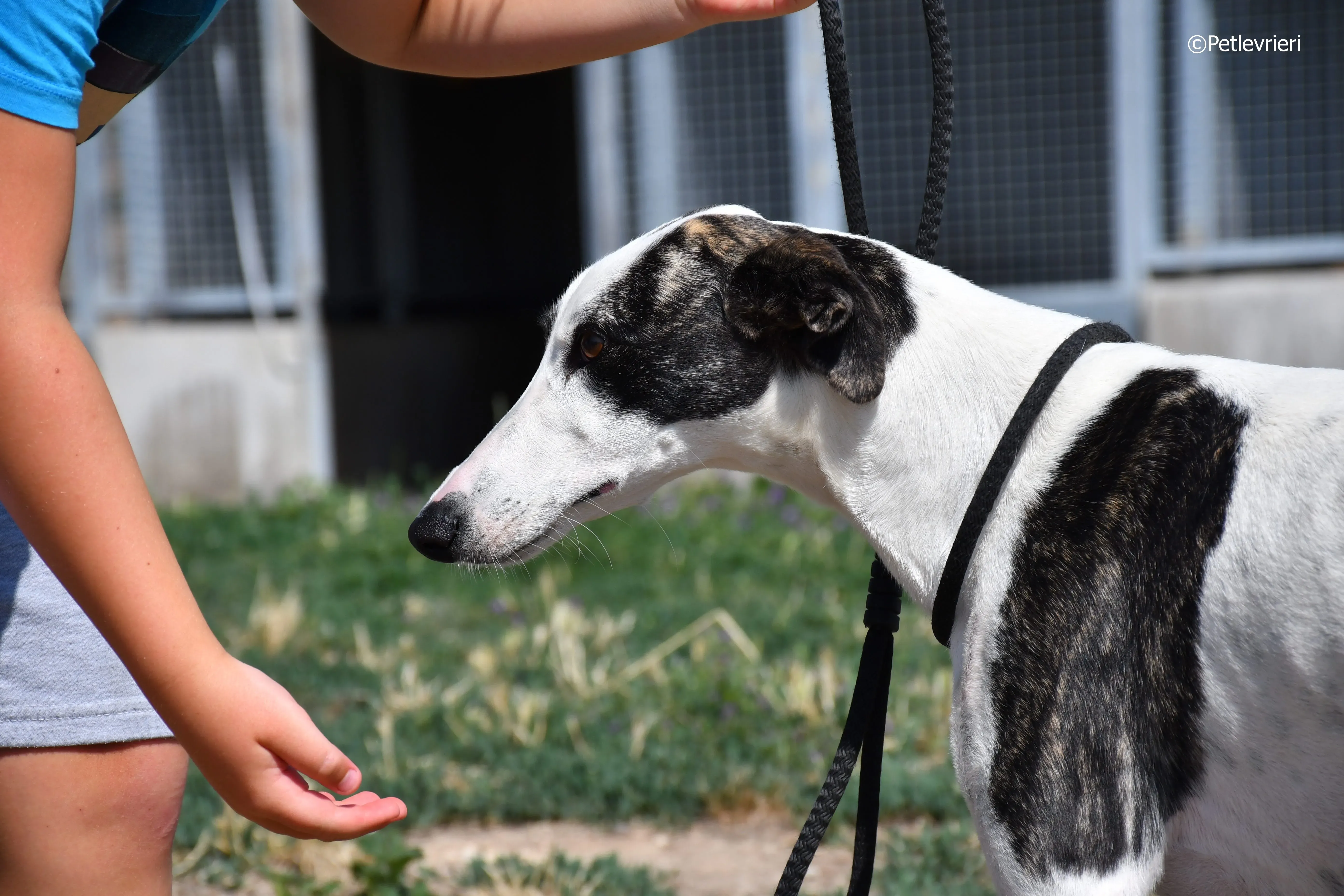 avril adozione levrieri galgo 10