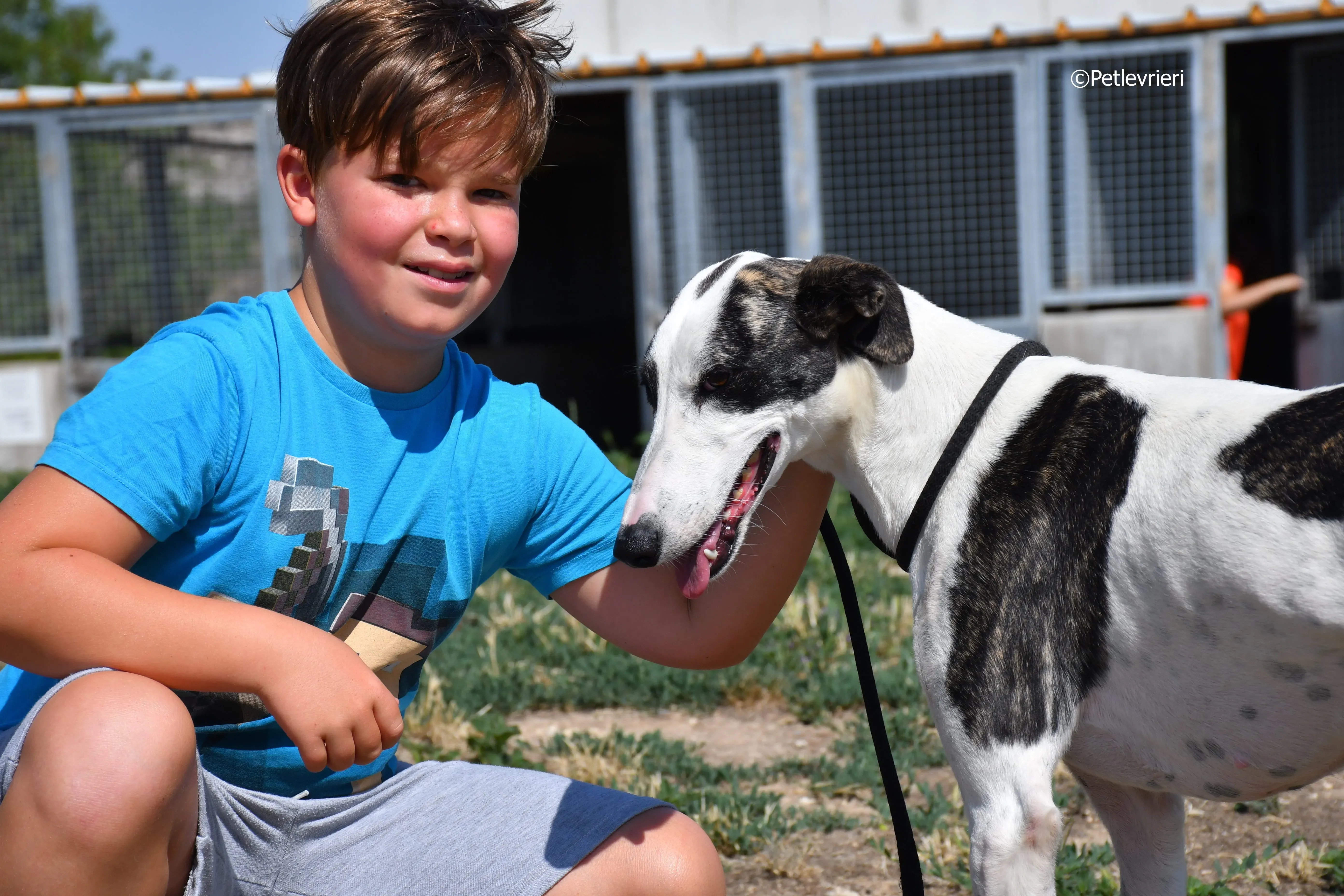 avril adozione levrieri galgo 11