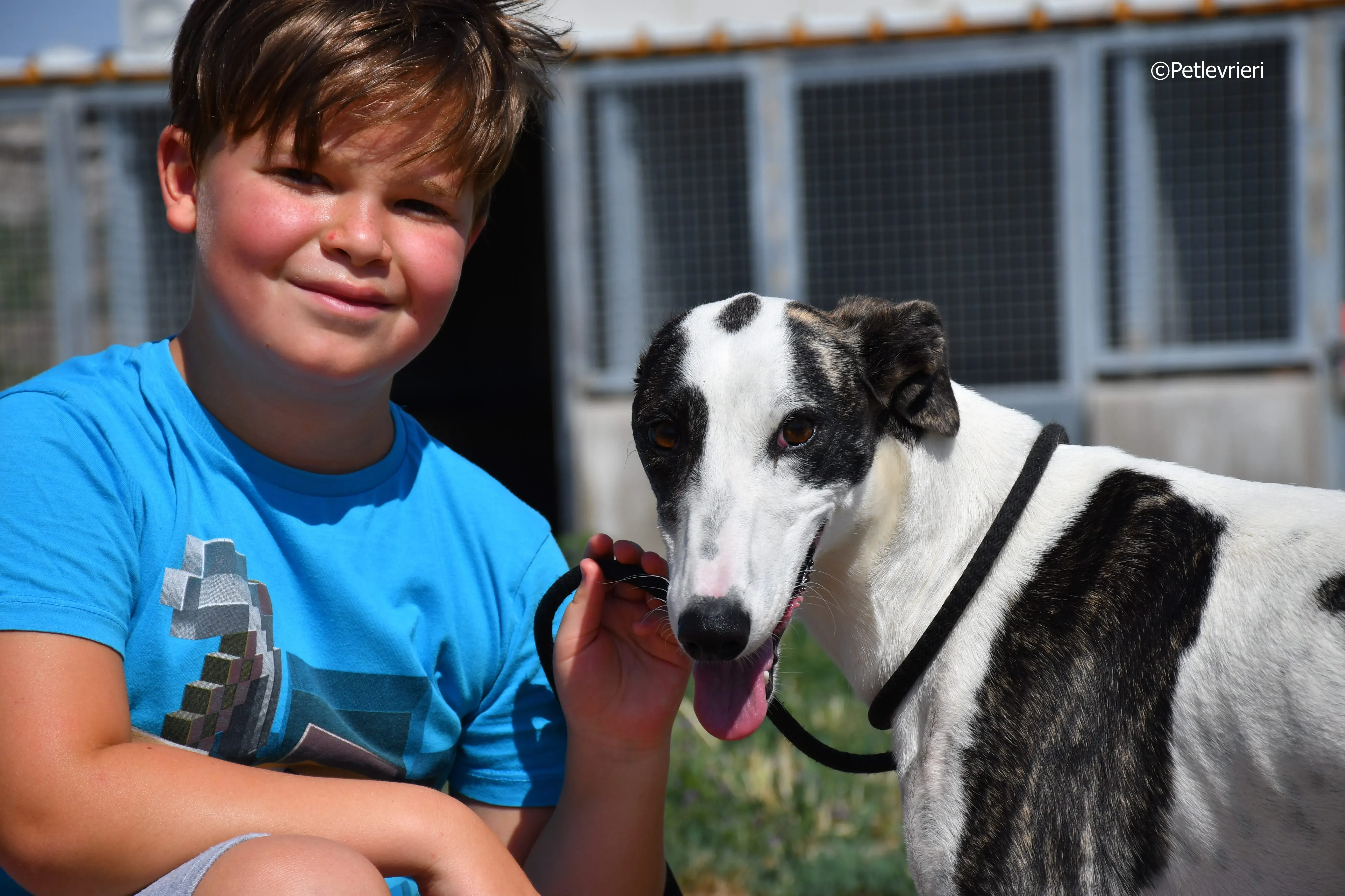 avril adozione levrieri galgo 12
