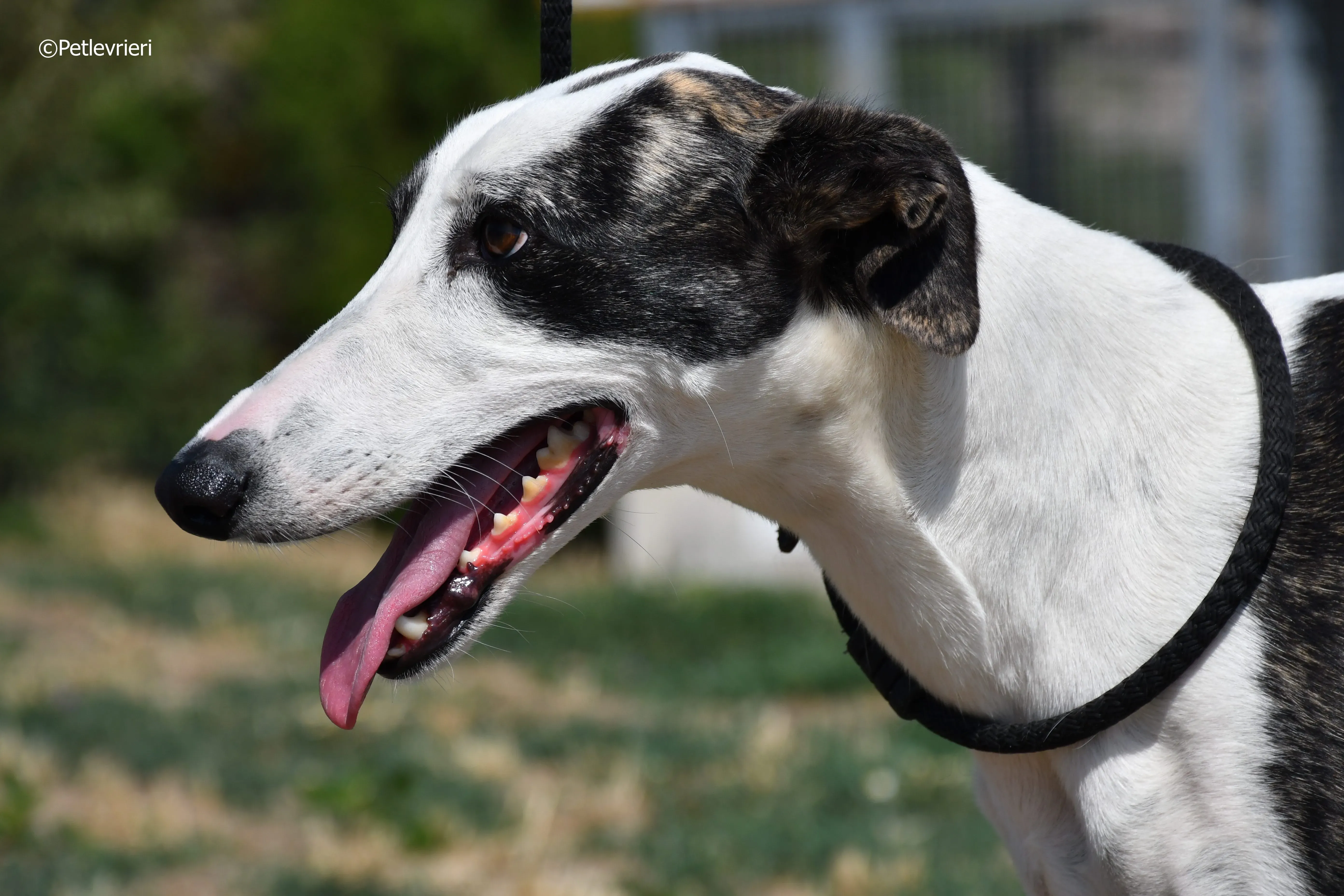 avril adozione levrieri galgo 13