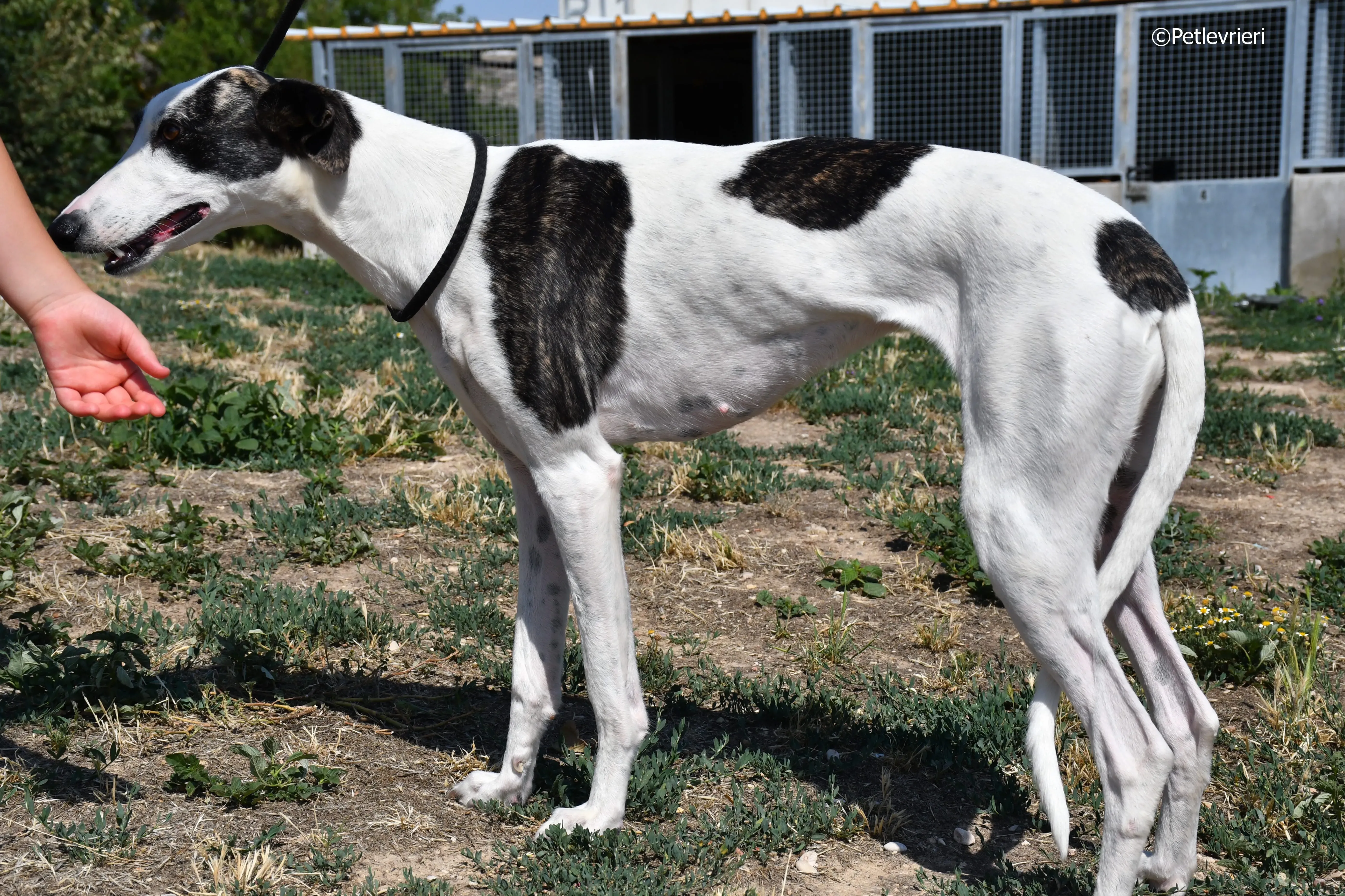 avril adozione levrieri galgo 14