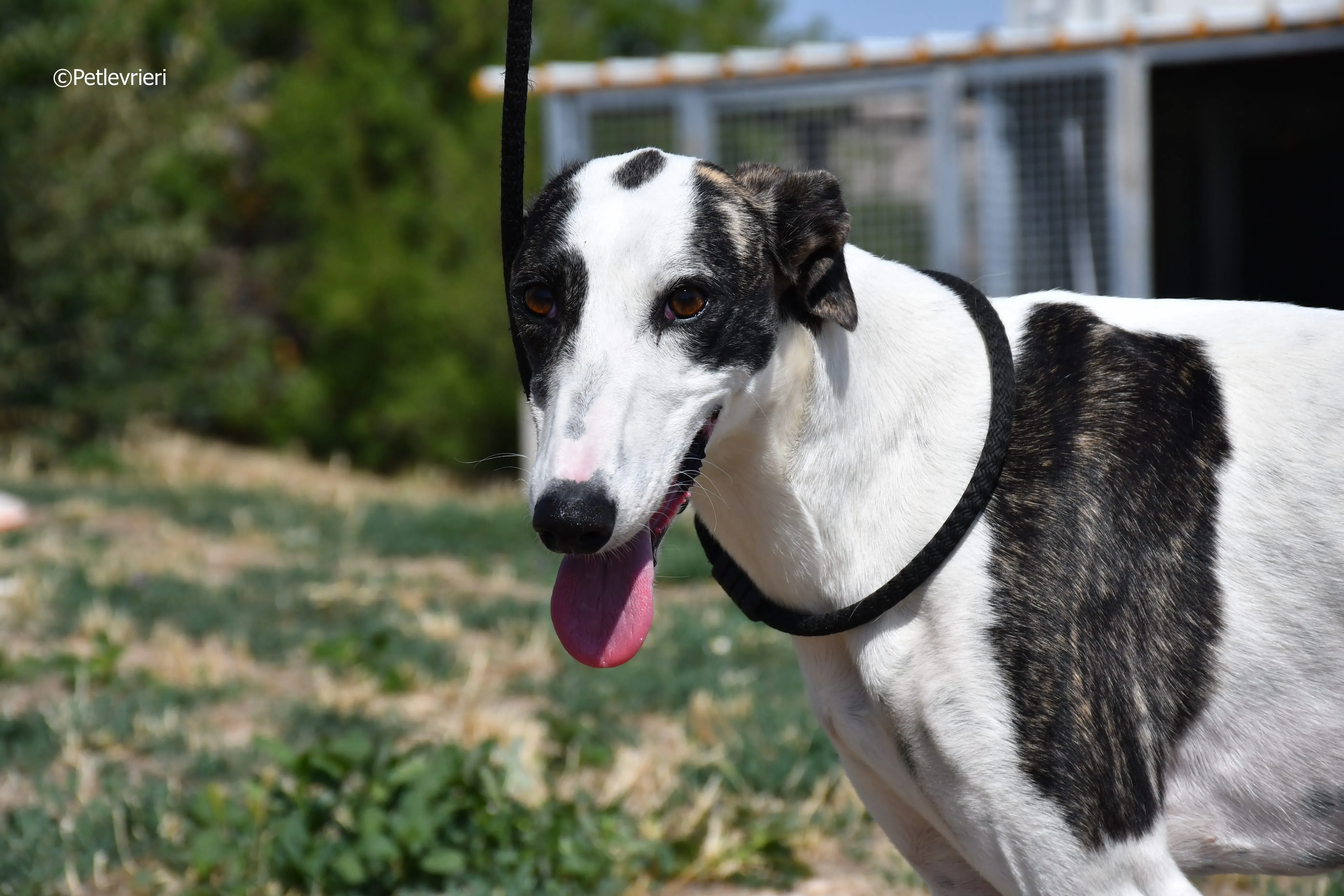 avril adozione levrieri galgo 15