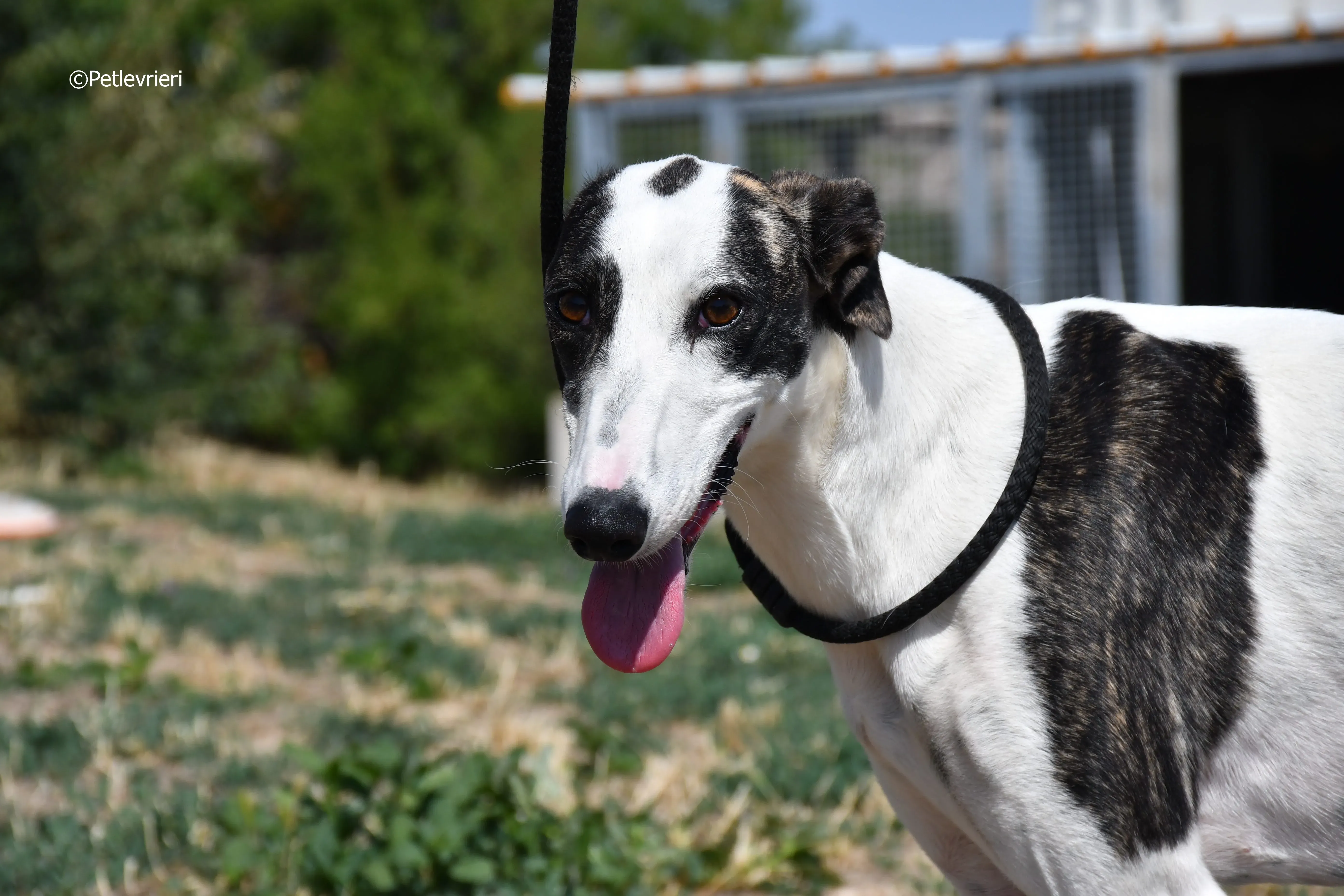 avril adozione levrieri galgo 16