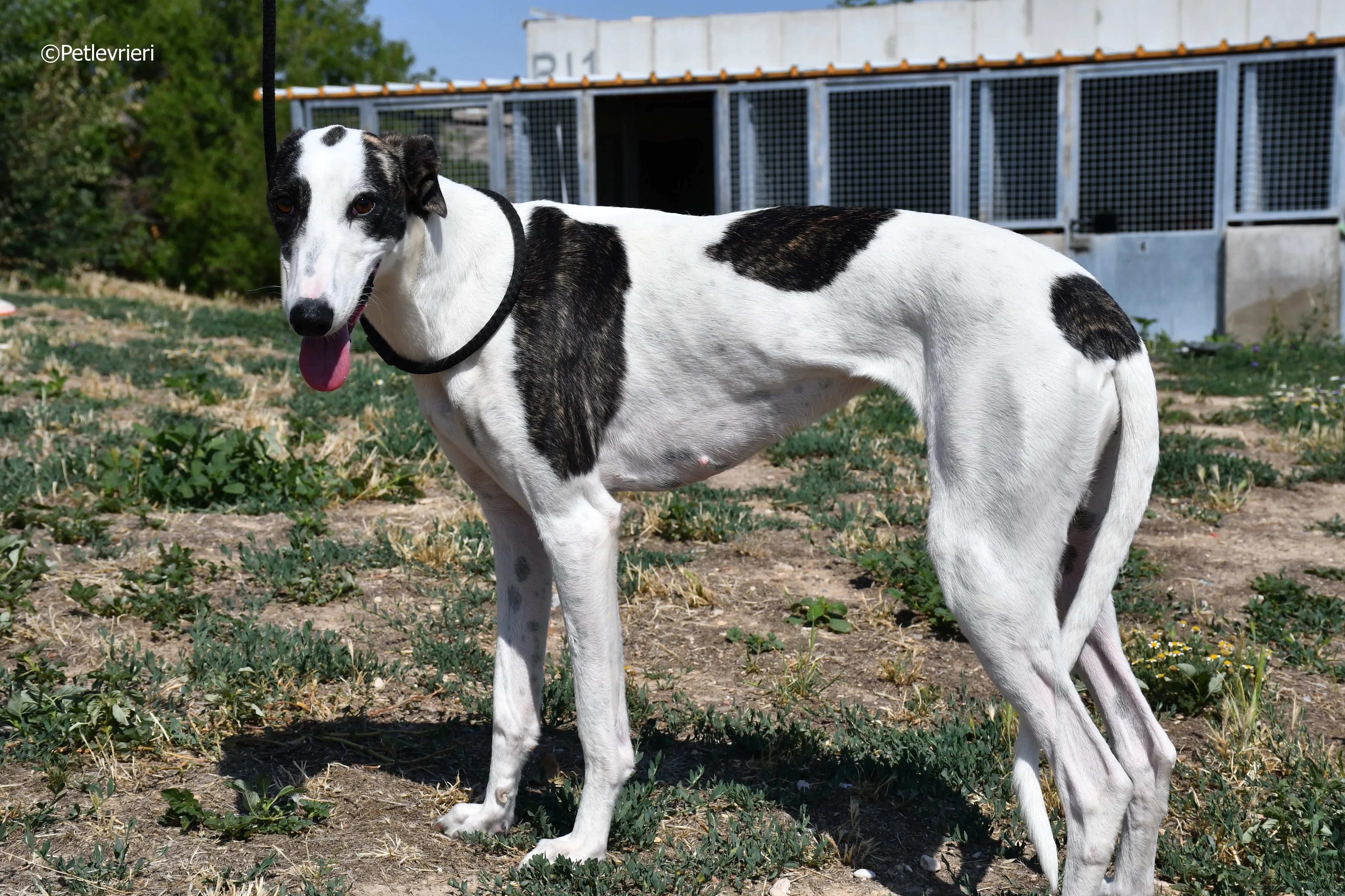 avril adozione levrieri galgo 17