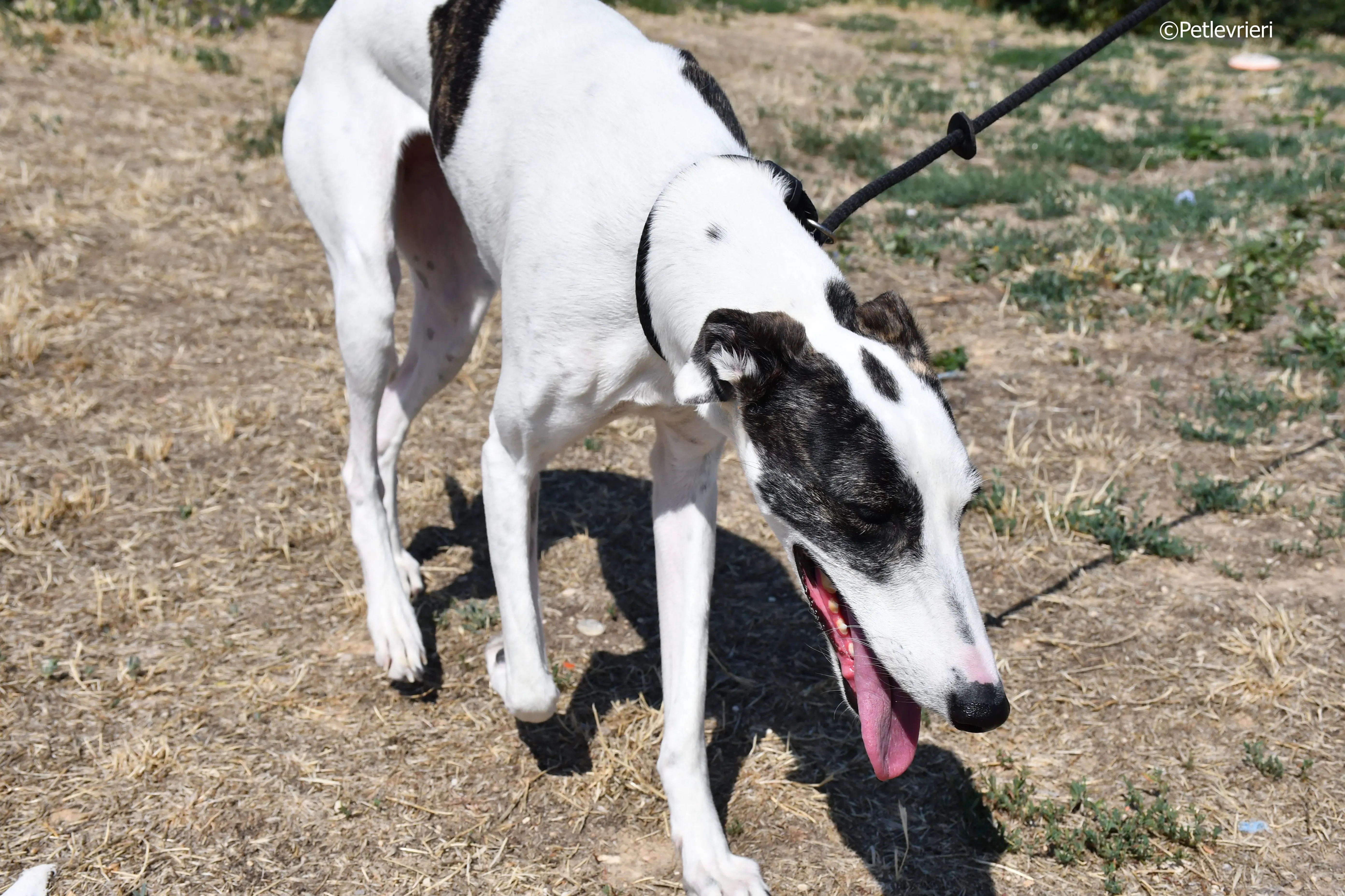avril adozione levrieri galgo 2