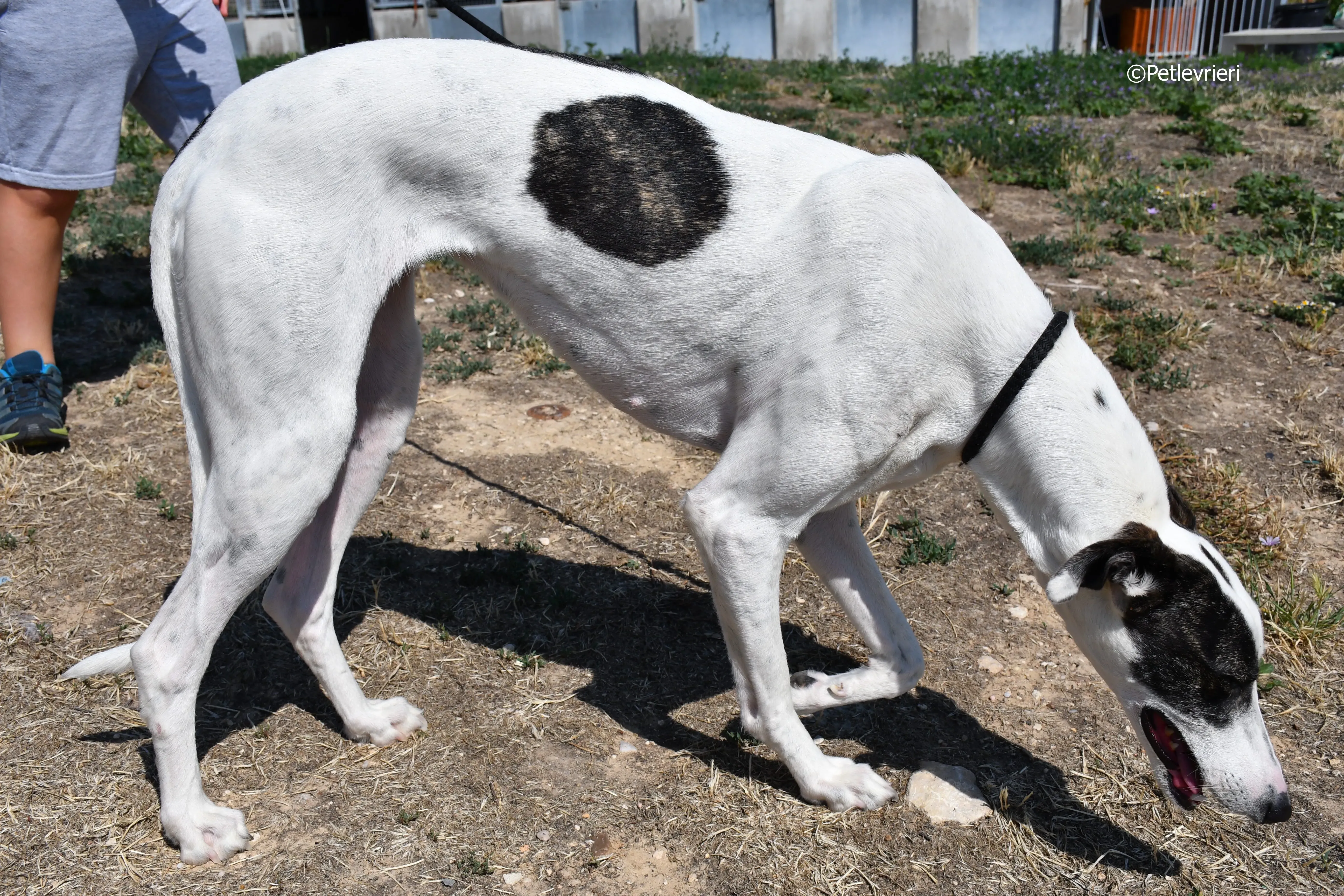 avril adozione levrieri galgo 3