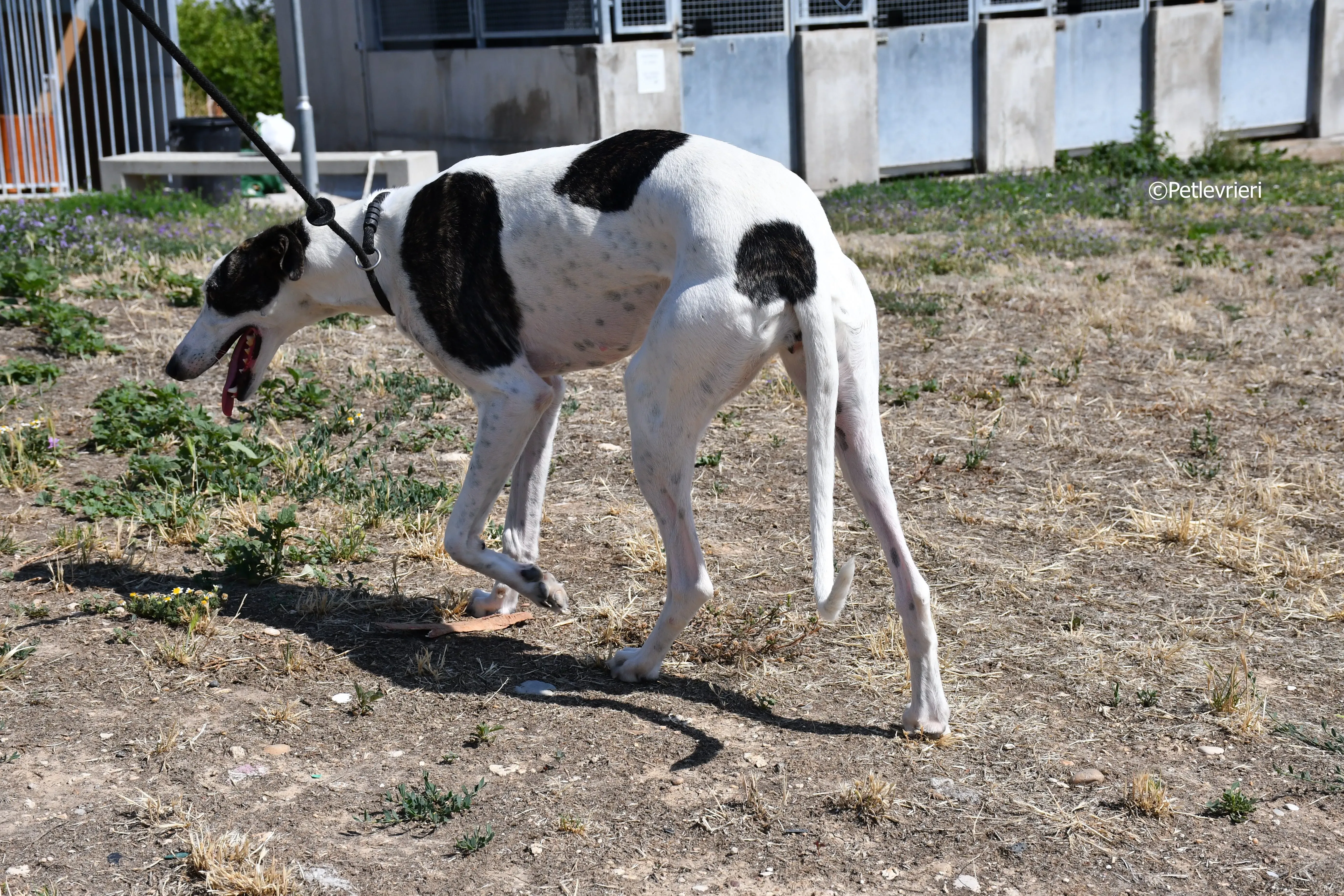 avril adozione levrieri galgo 4