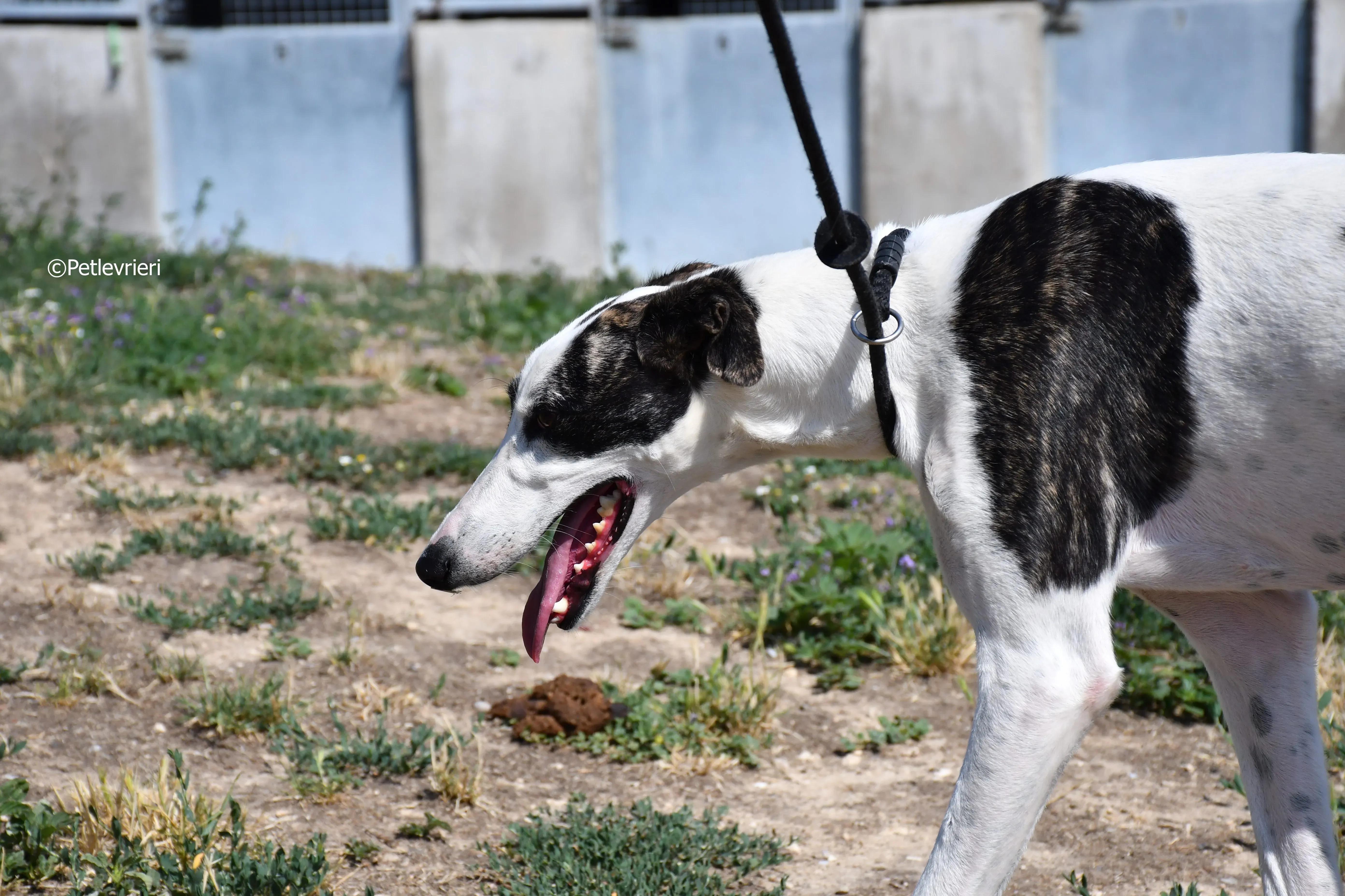 avril adozione levrieri galgo 5