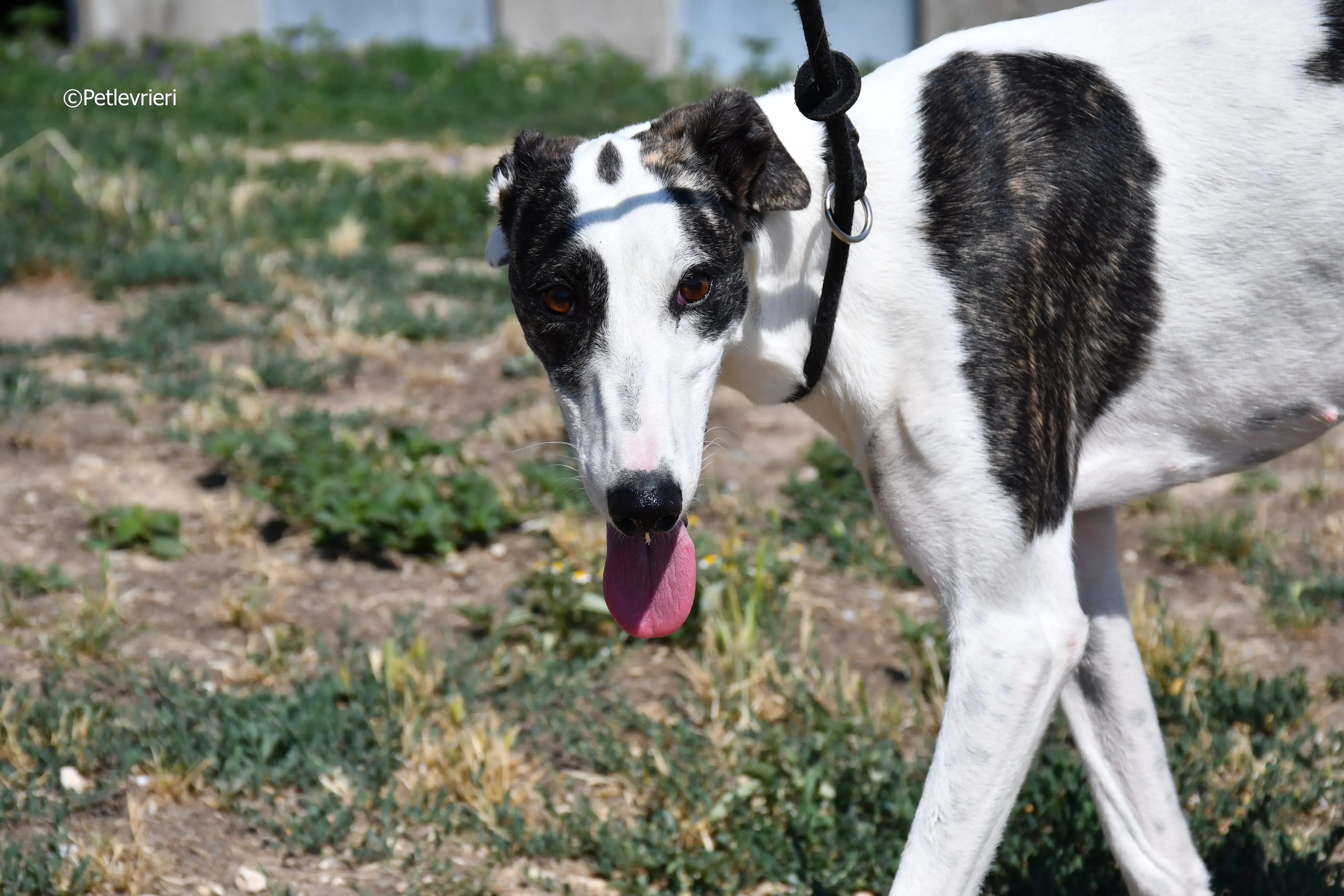 avril adozione levrieri galgo 6
