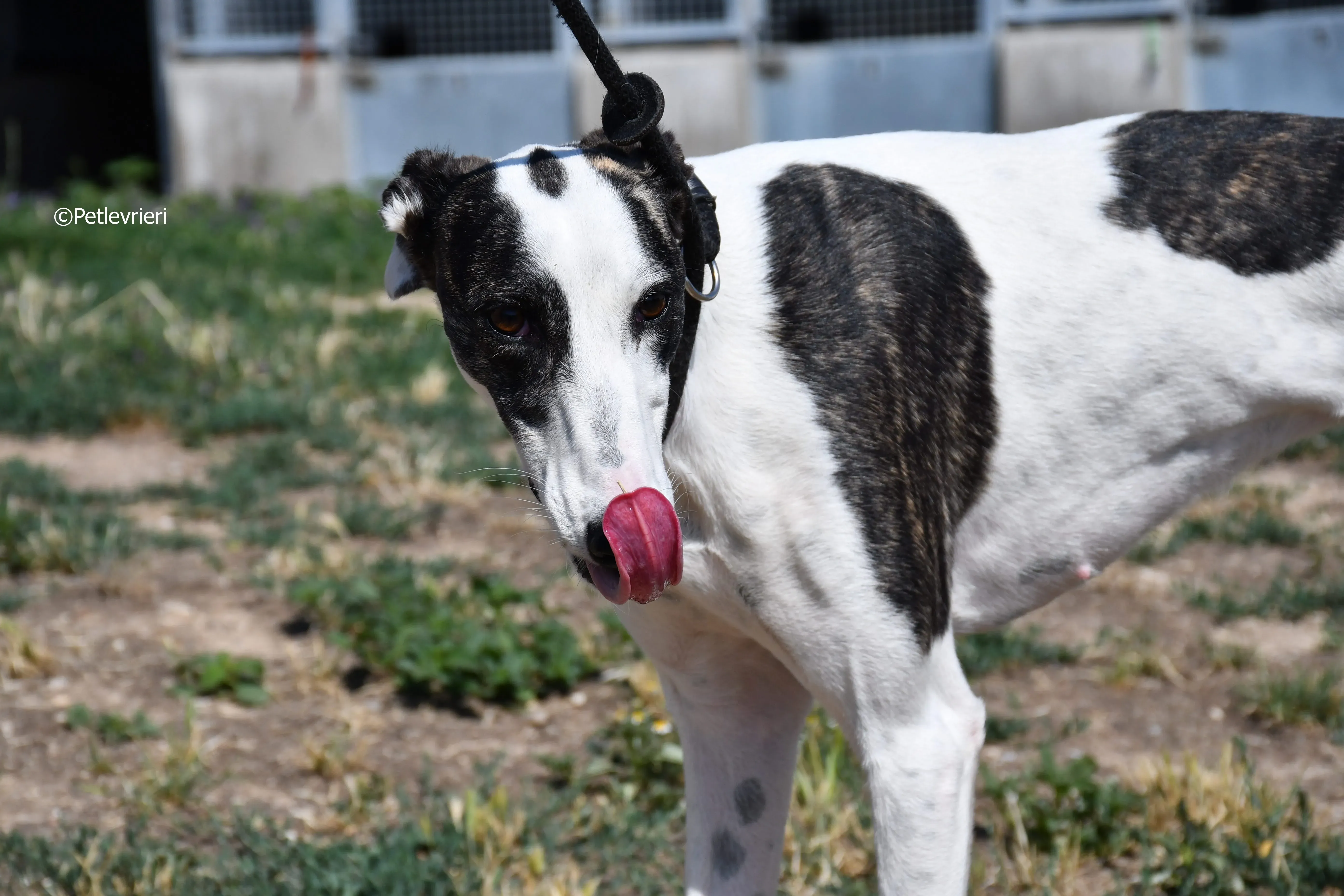 avril adozione levrieri galgo 7