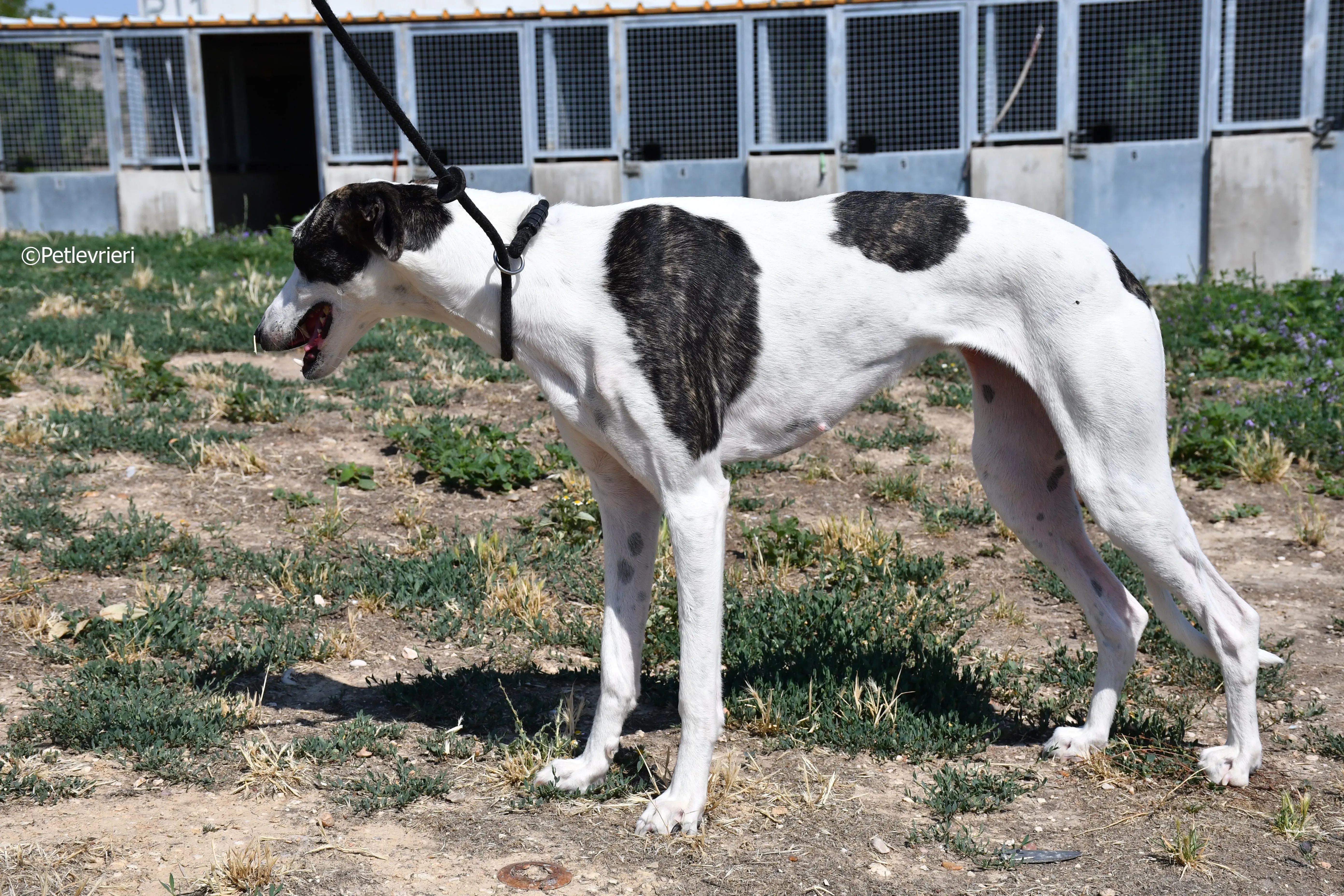 avril adozione levrieri galgo 8