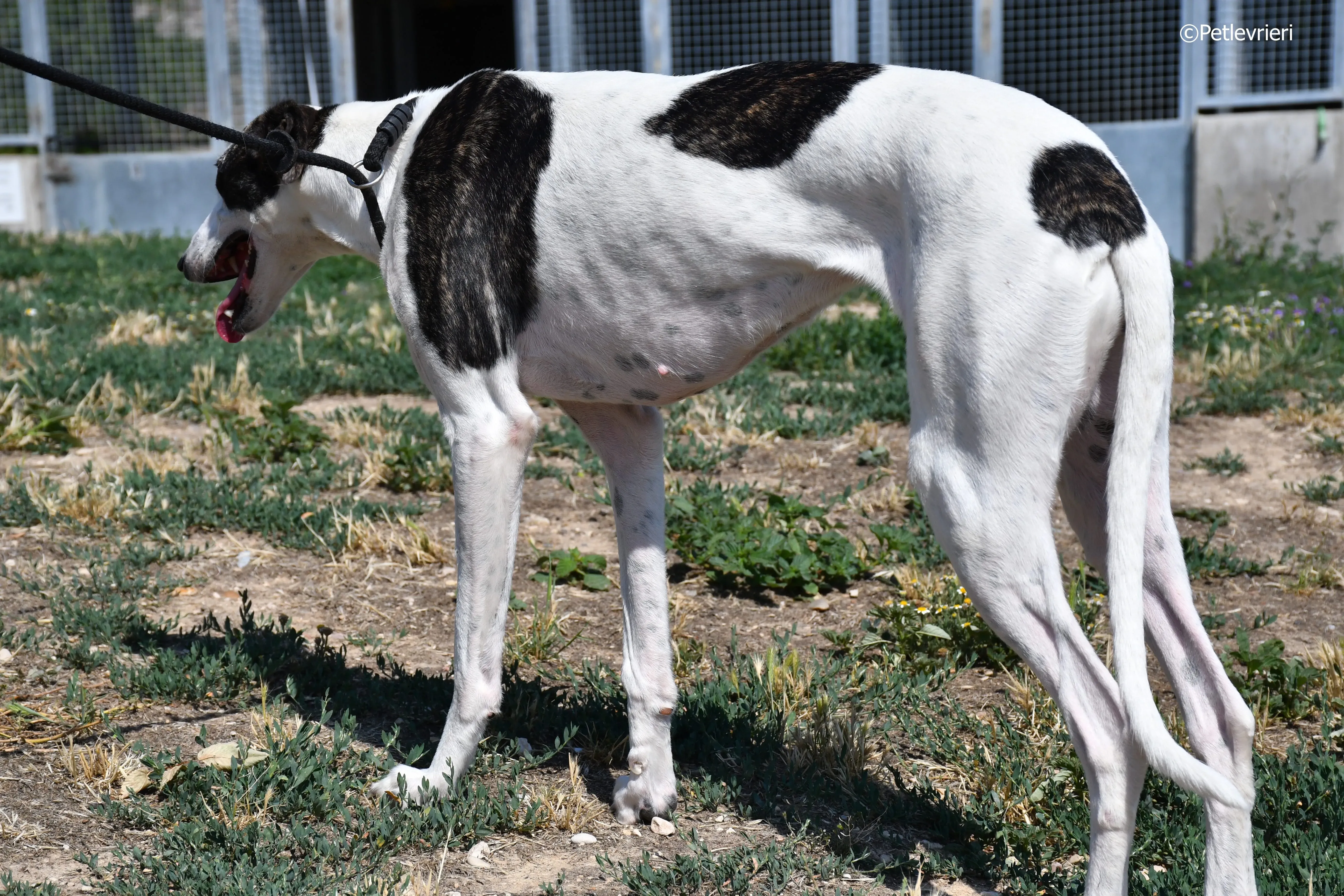 avril adozione levrieri galgo 9