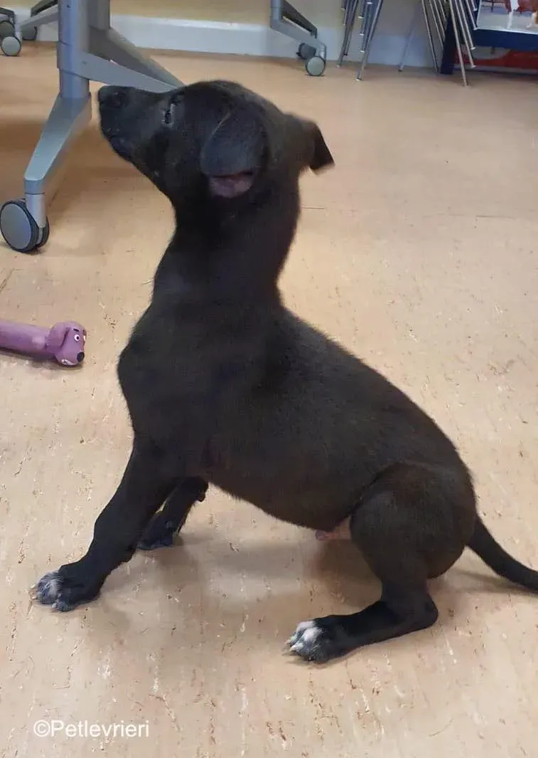 axel adozione levrieri greyhound 1 2