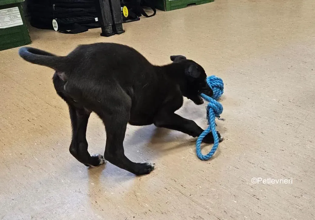 axel adozione levrieri greyhound 10 2