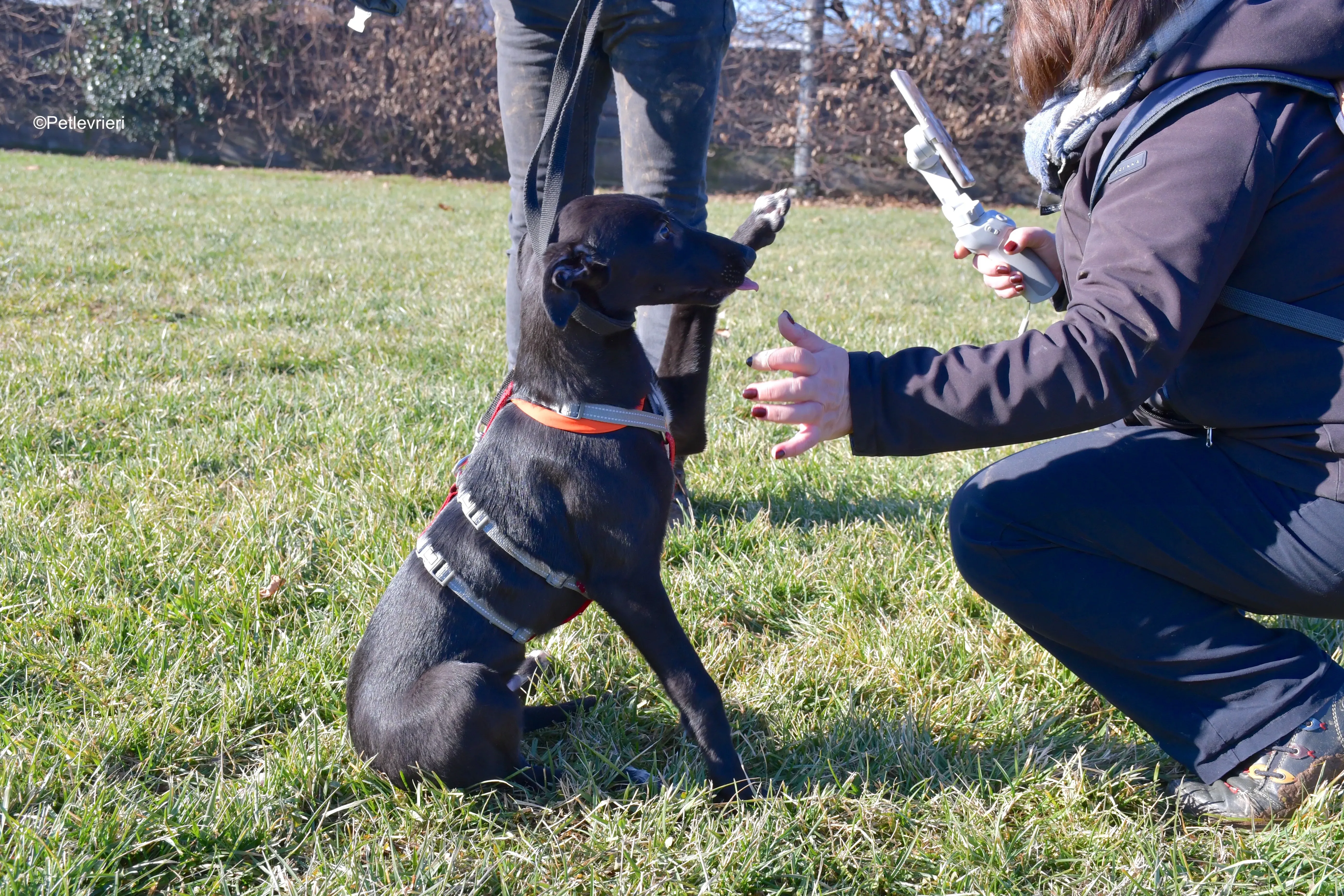 axel adozione levrieri greyhound 10