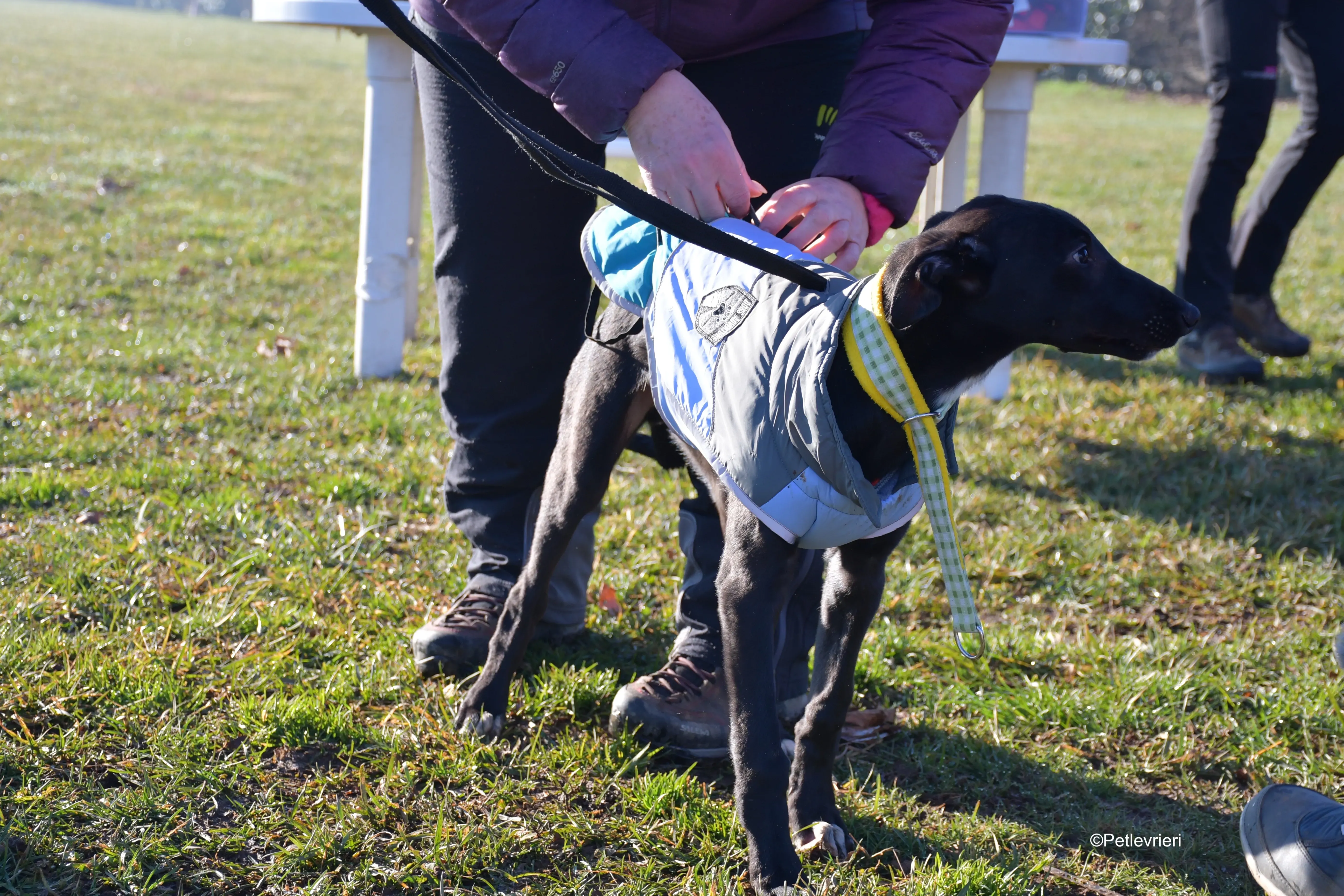 axel adozione levrieri greyhound 11