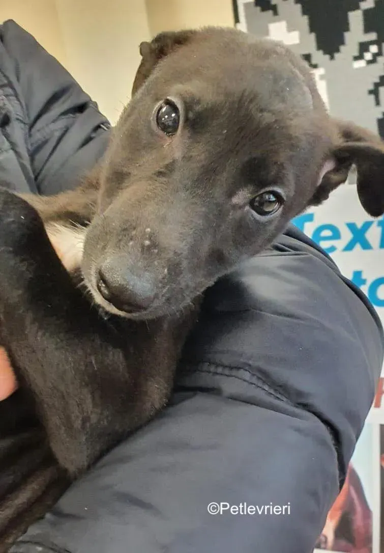 axel adozione levrieri greyhound 12 1