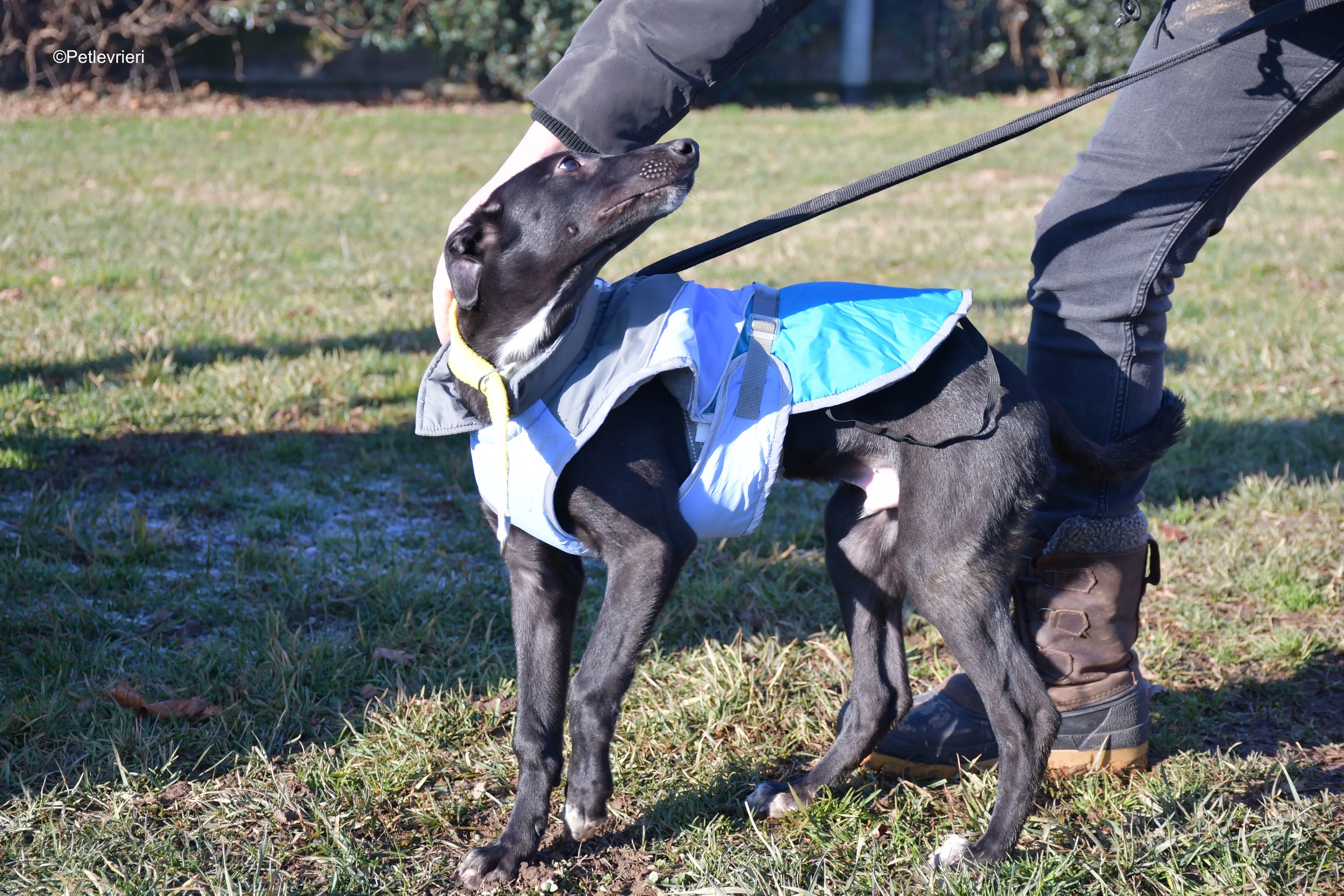 axel adozione levrieri greyhound 12