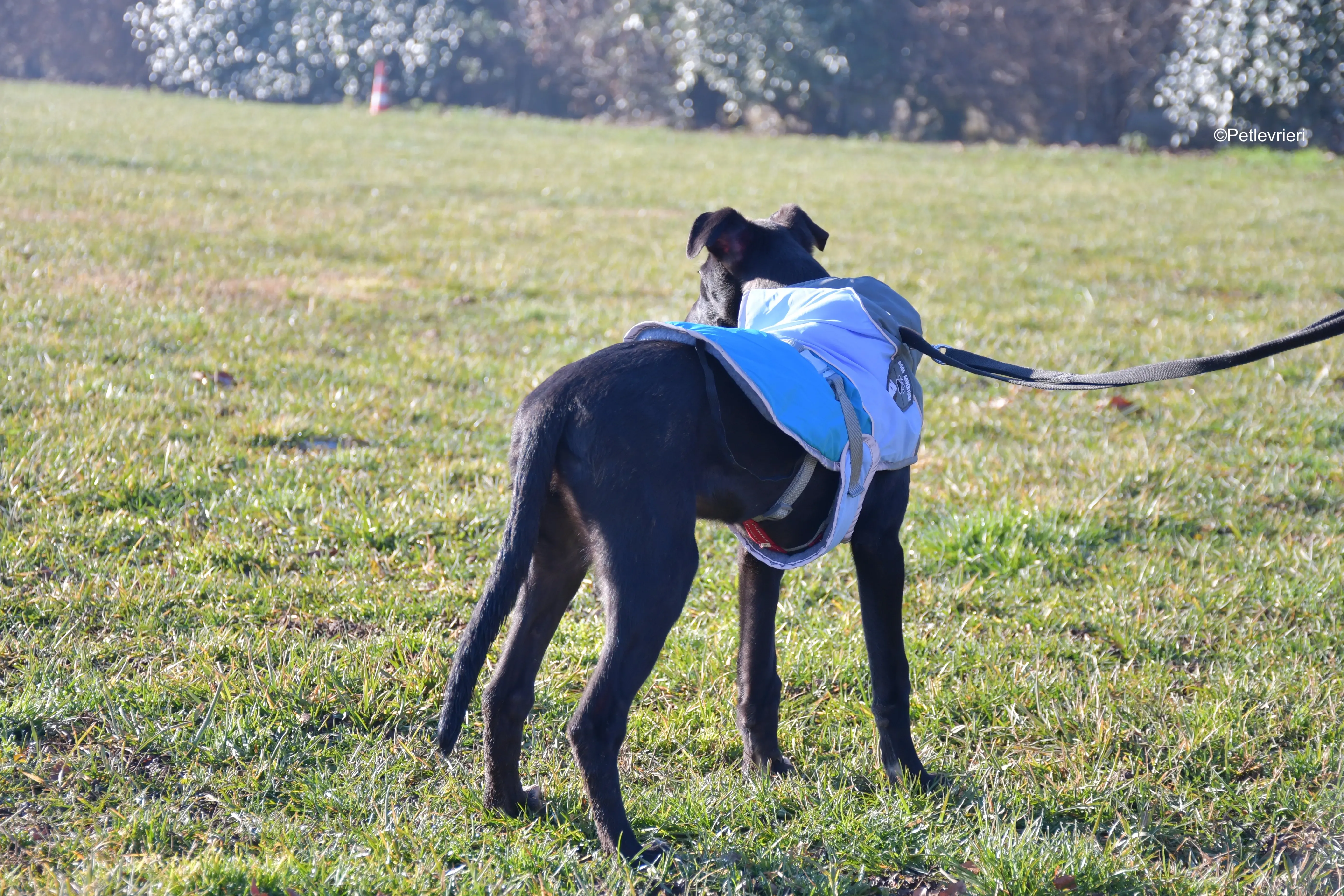 axel adozione levrieri greyhound 13