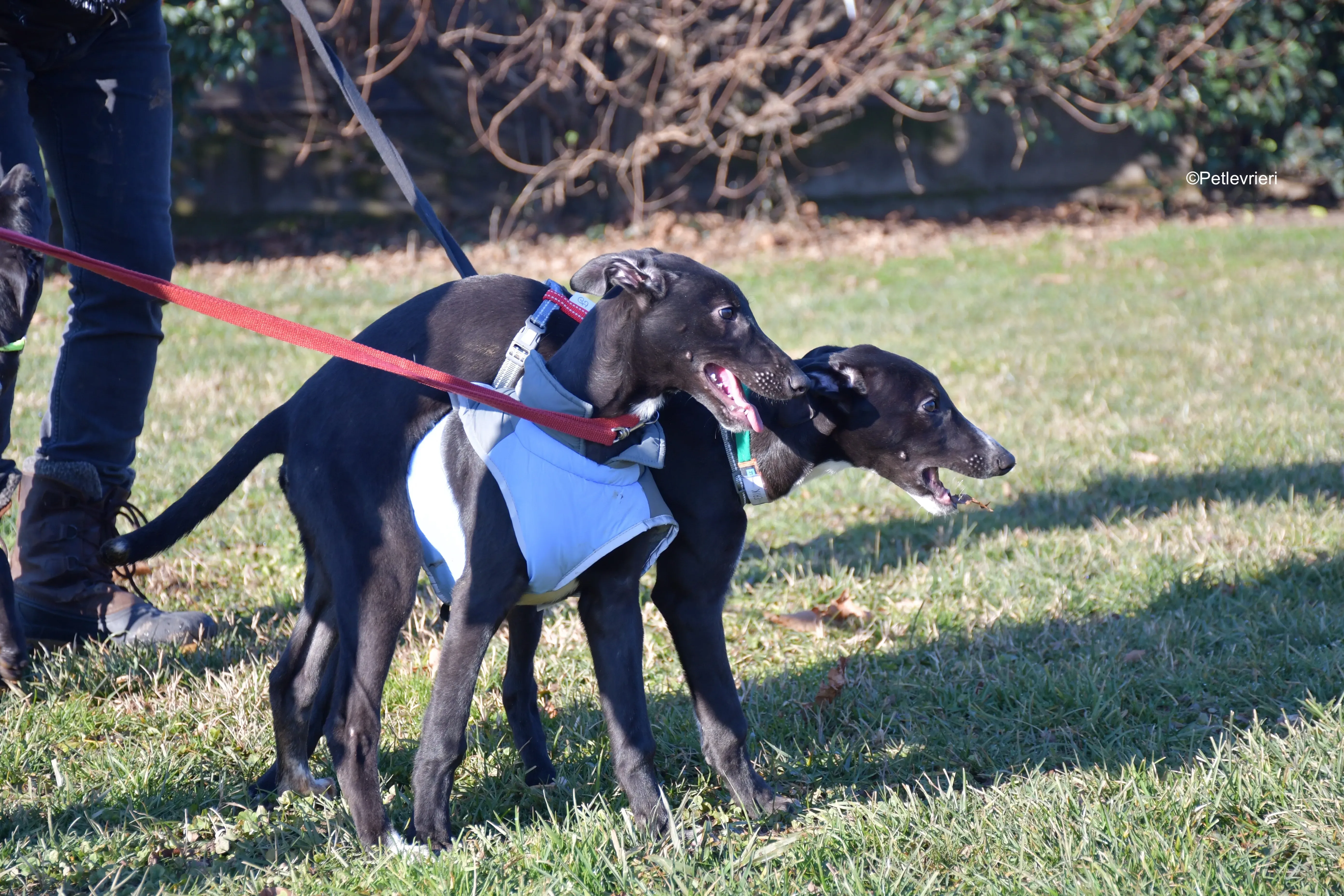 axel adozione levrieri greyhound 14