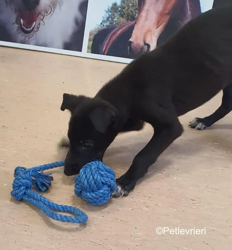 axel adozione levrieri greyhound 2 2